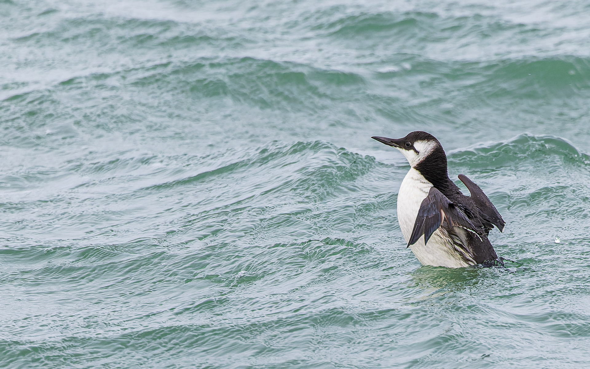 Lomvie i Hanstholm Havn