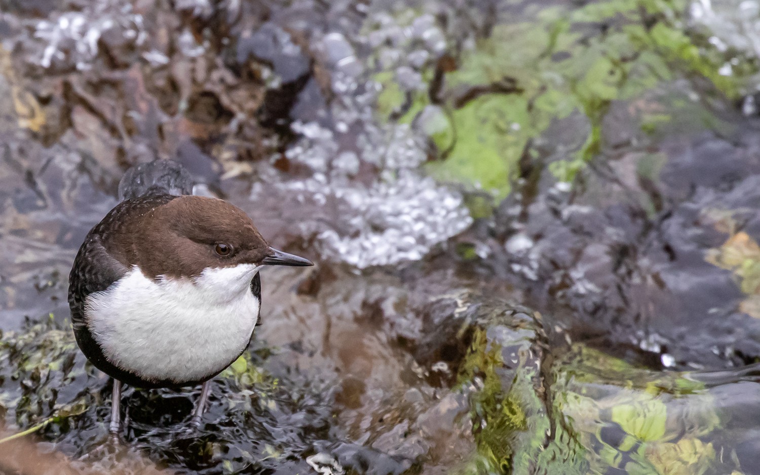 Vandstær i Kovads Bæk