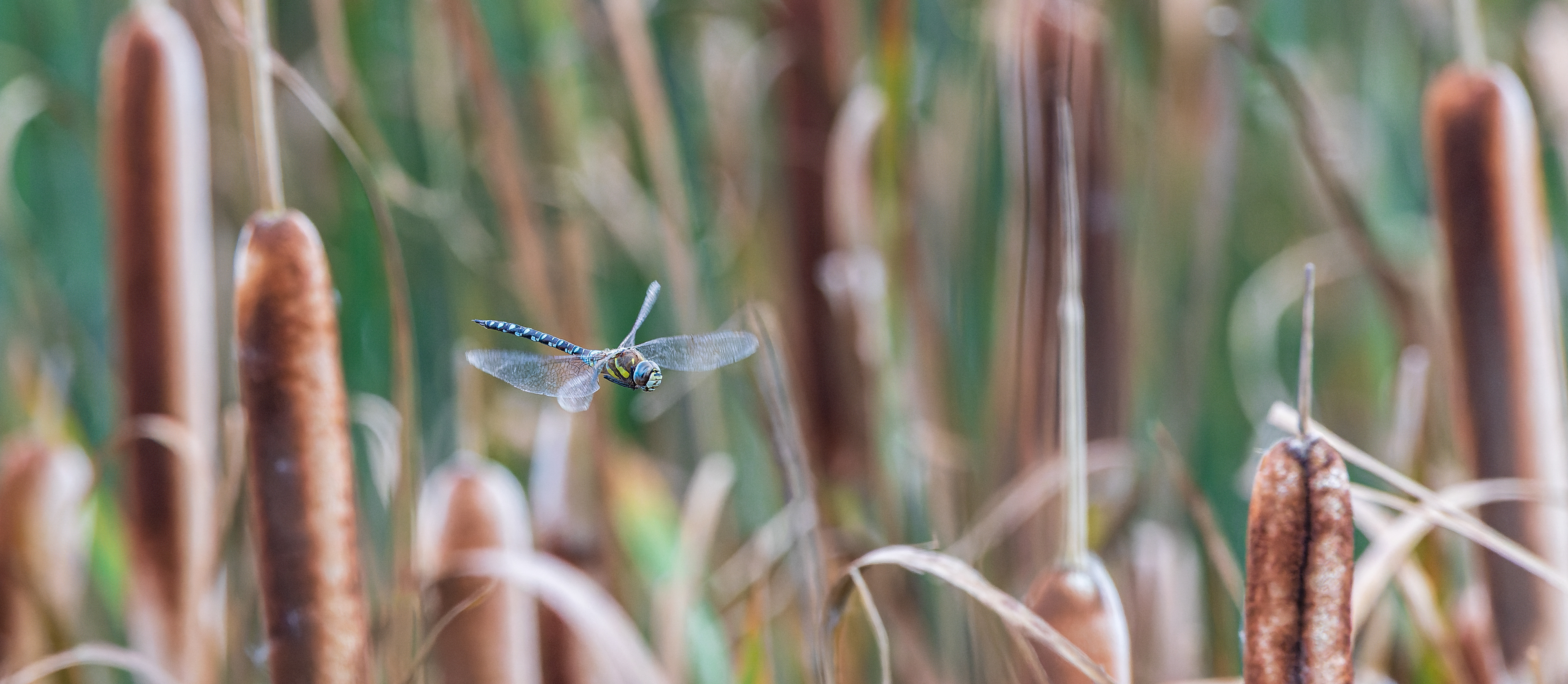Efterårs-mosaikguldsmed ved Birkesø. Lille Vildmose