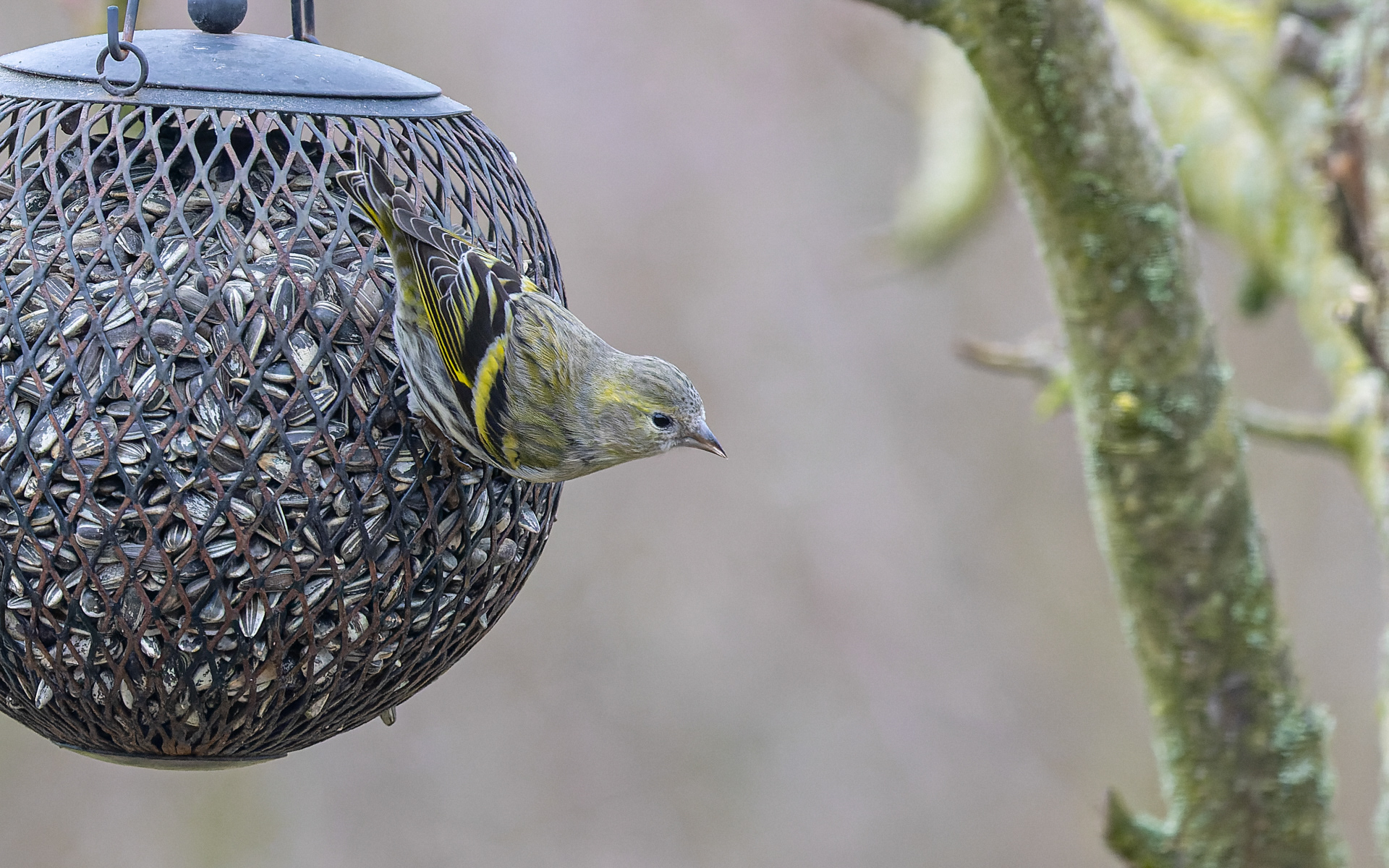 I disse dage i marts har vi haft mange af de små, fine grønsiskener