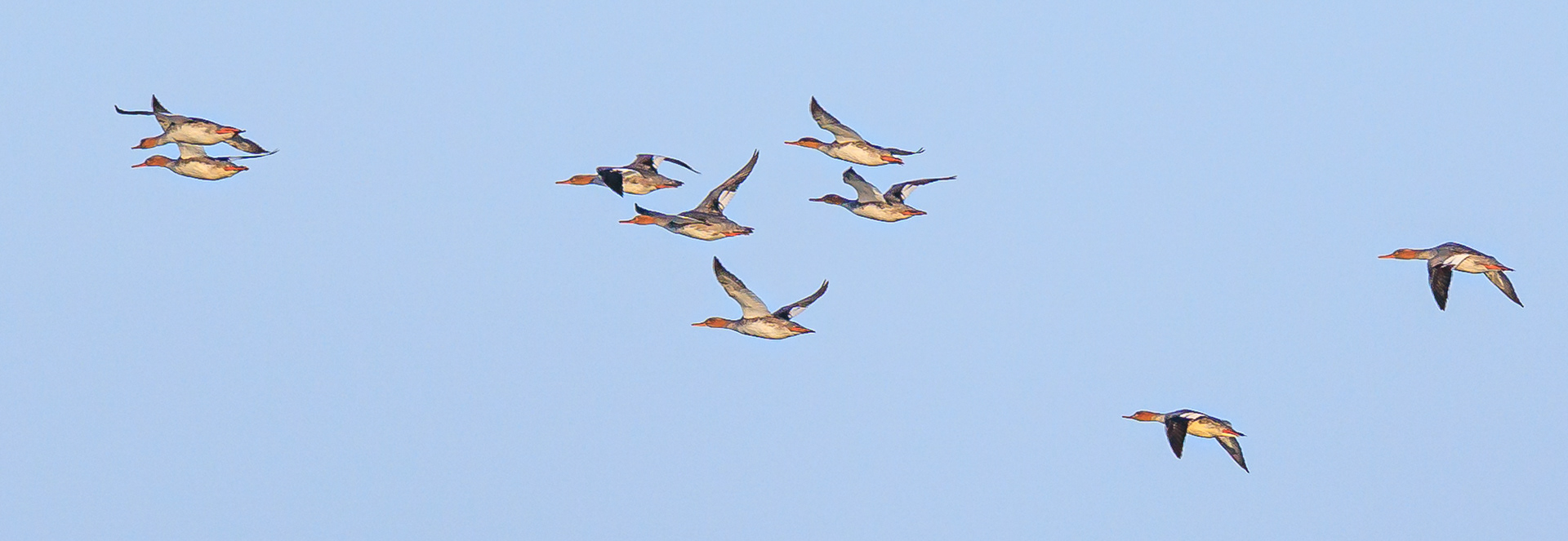 Stor skallesluger over Øresund