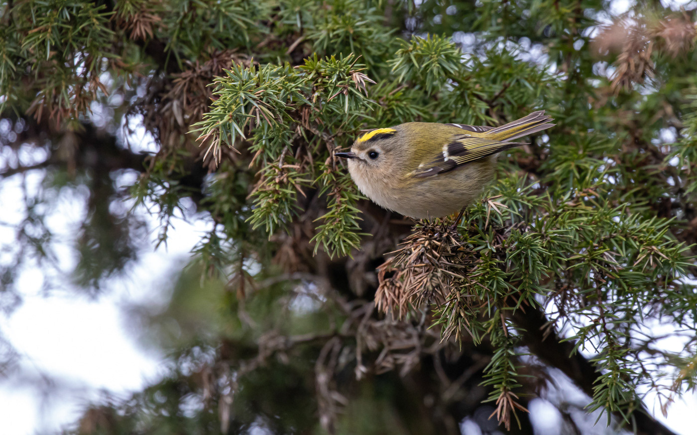 Fuglekonge i Rebild Bakker