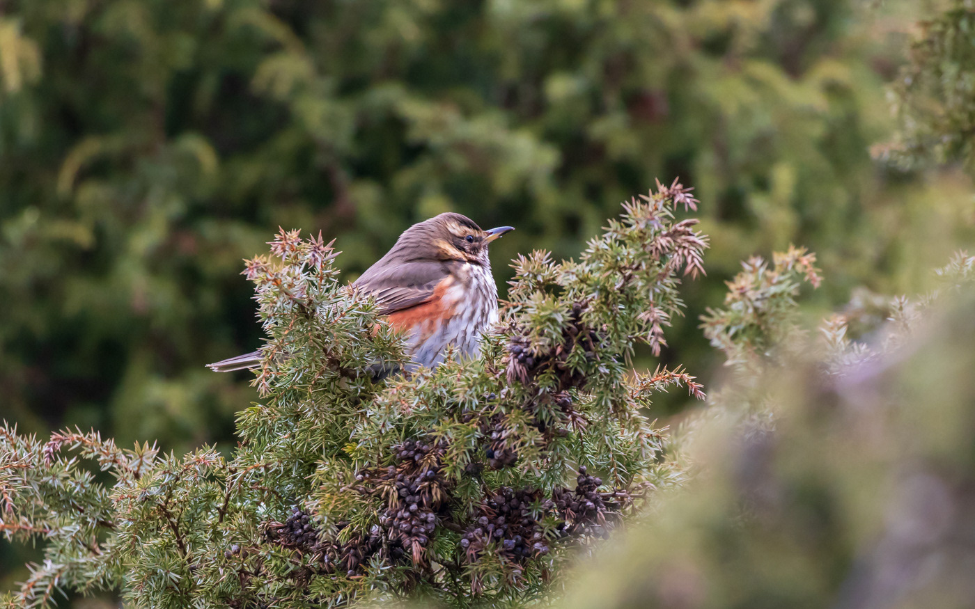 Vindrossel i Rebild Bakker