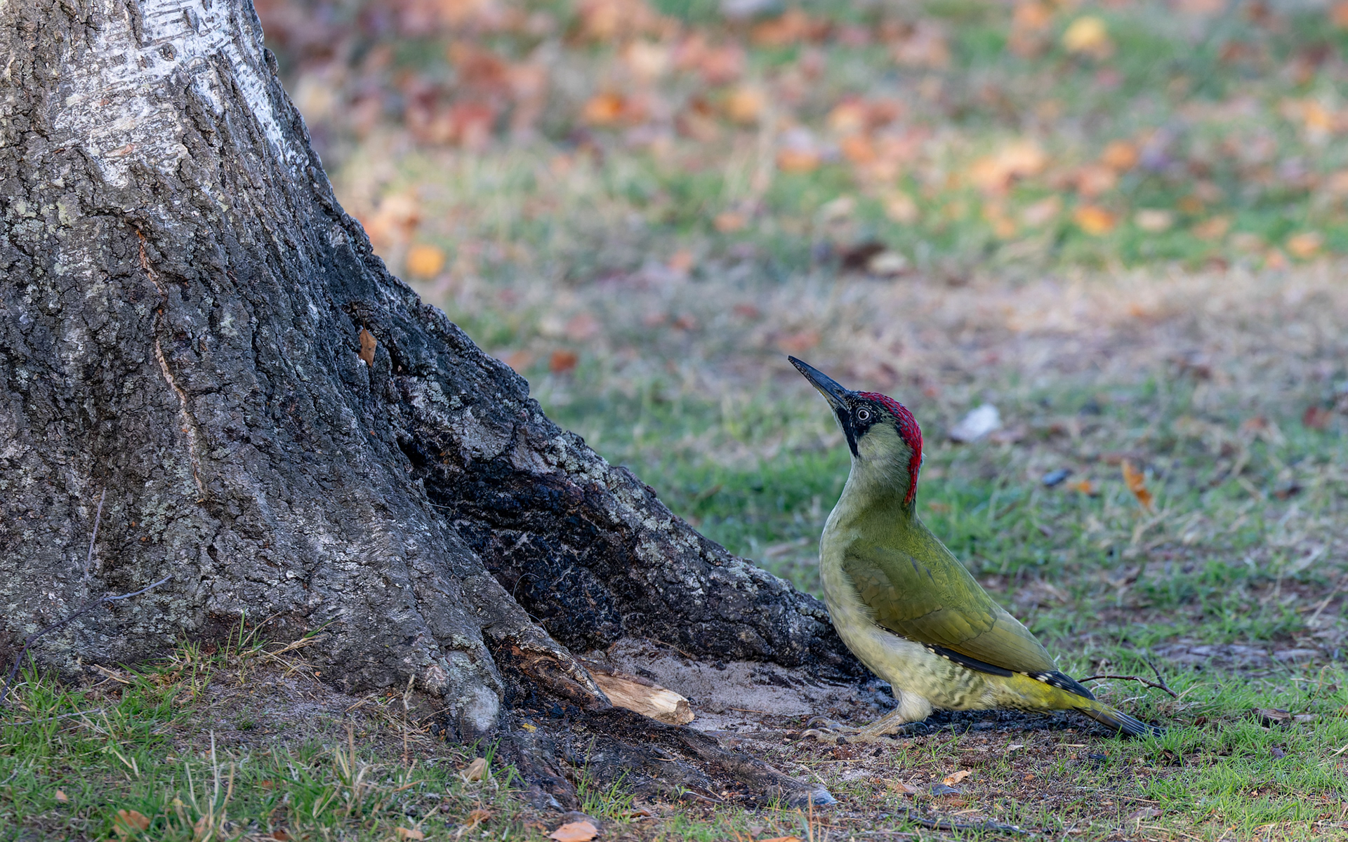Fotovillig grønspætte i birkelunden ved Ljungen - Falsterbo