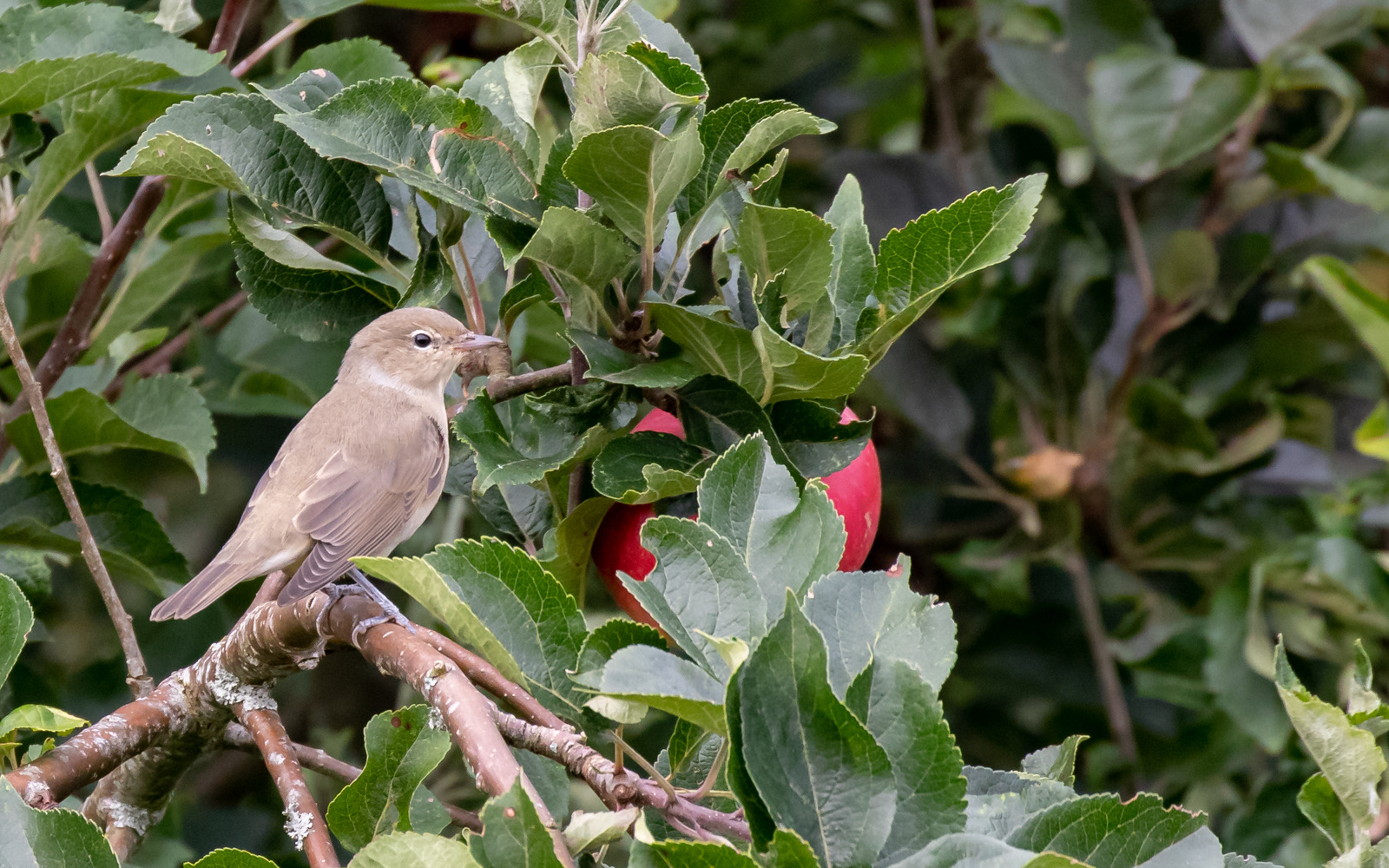 Havesanger hjemme i haven