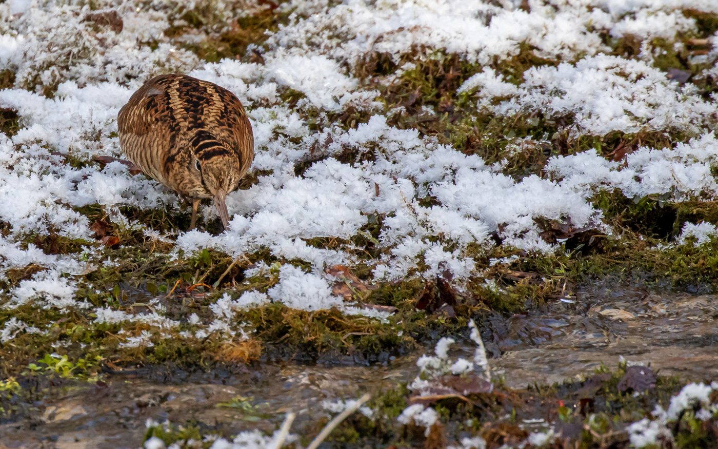 Skovsneppe i Ravnkilde