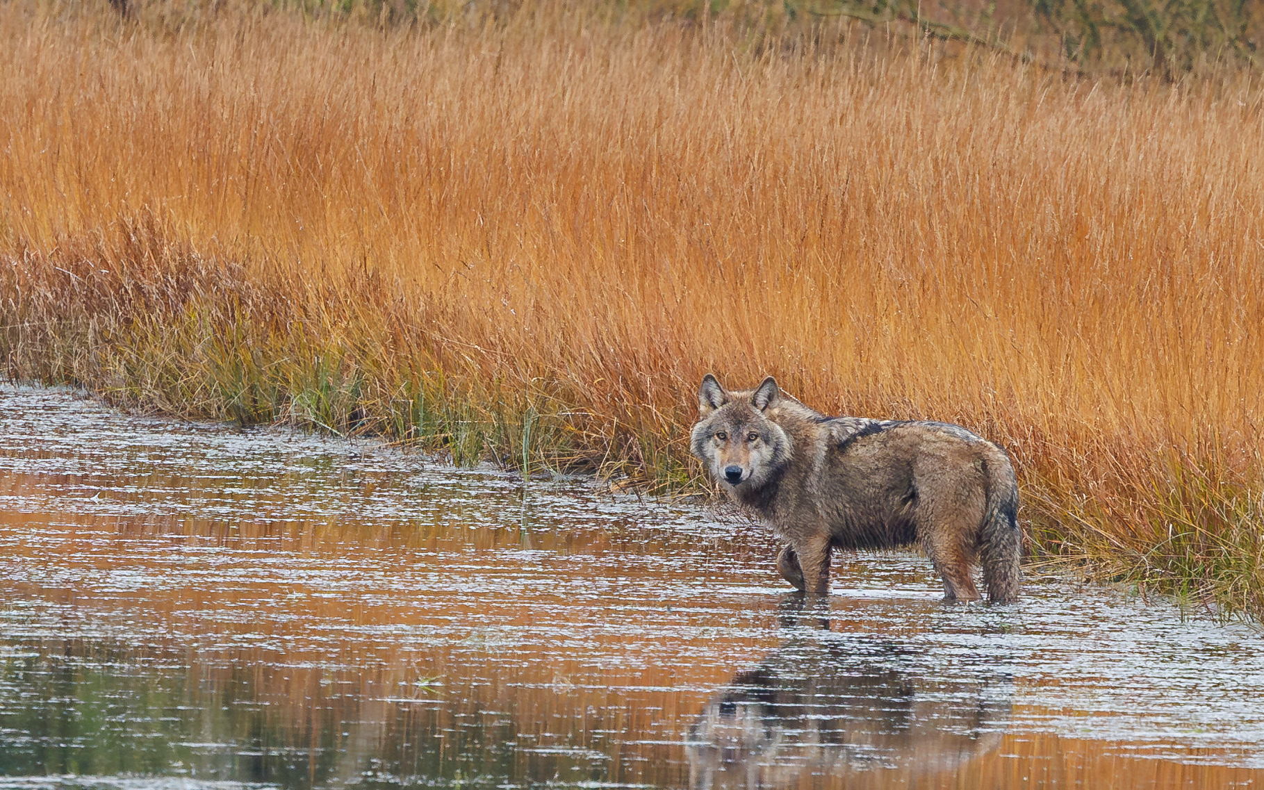 Ulv på Borris Skydeterræn