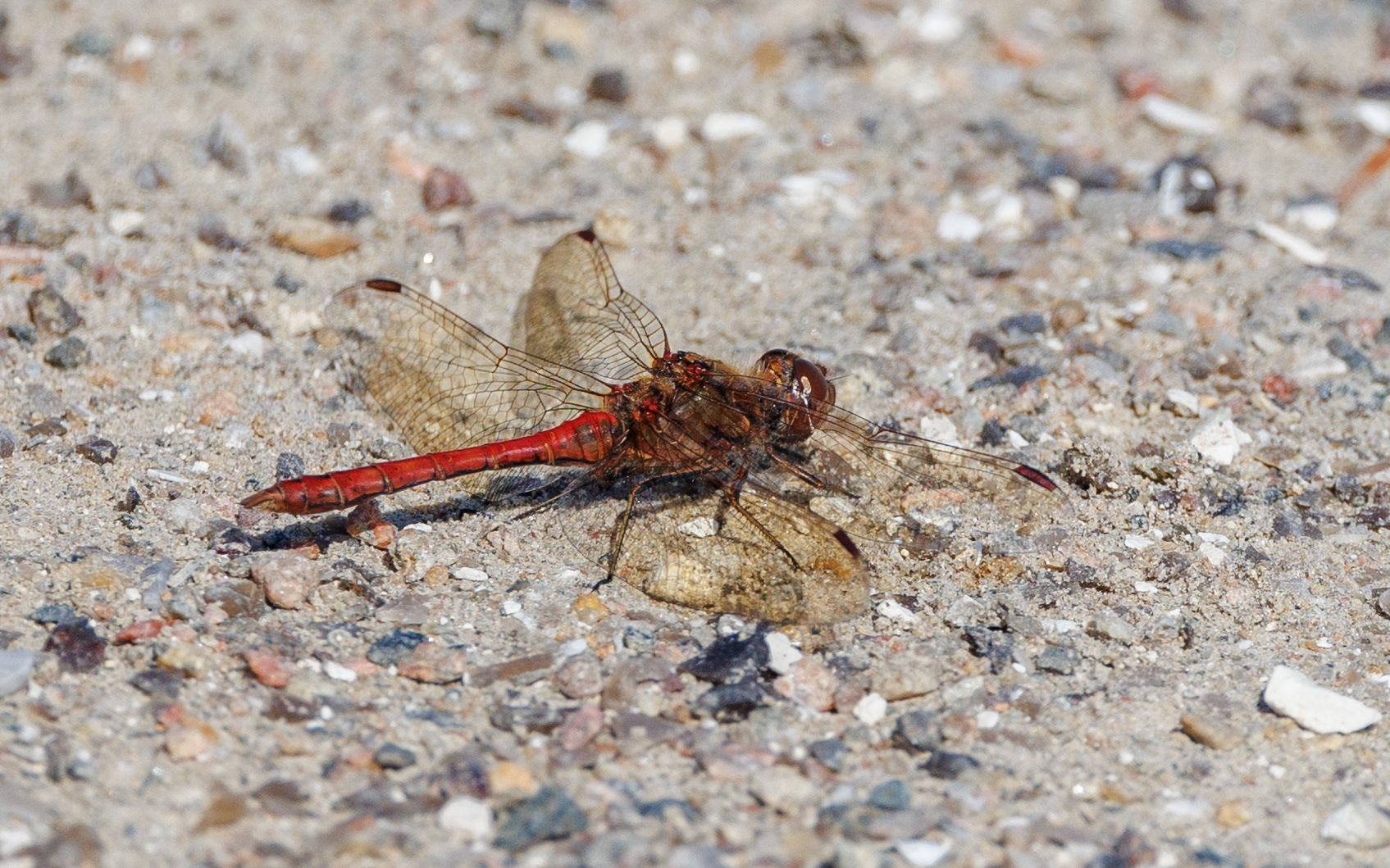 Almindelig hedelibel. Juelstrup Sø