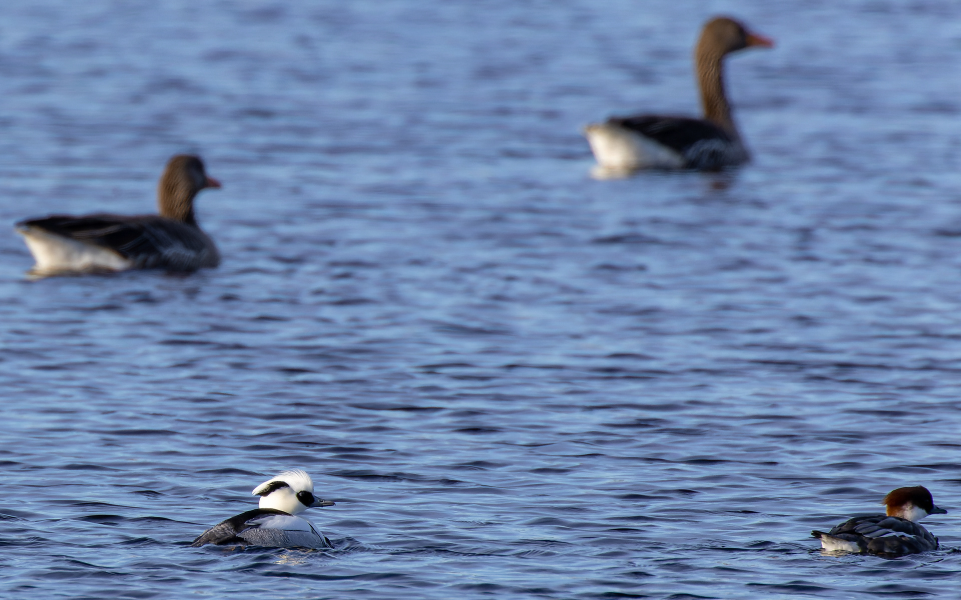 Lille skallesluger - han og hun, samt grågæs i Lille Vildmose