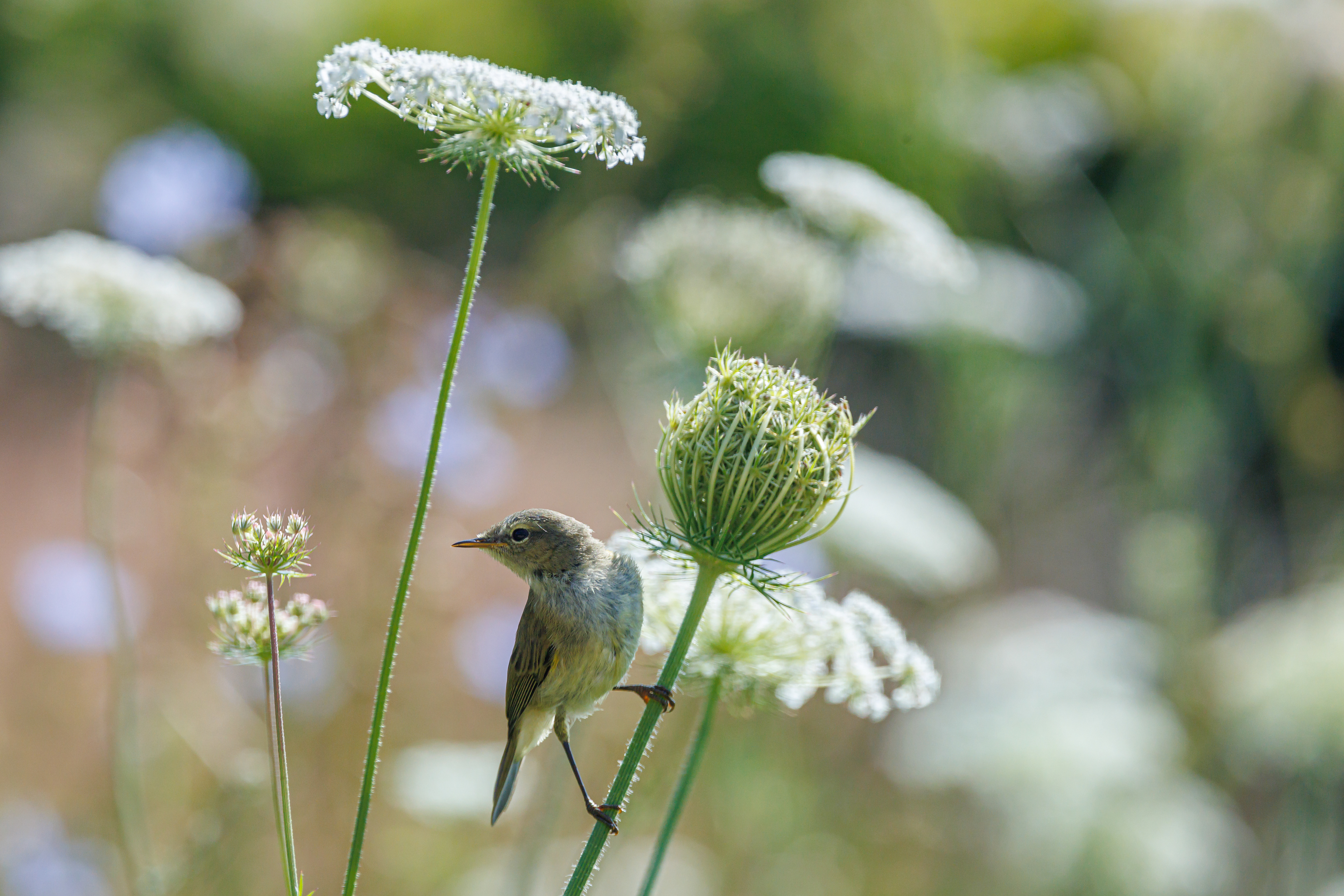 Gransanger i vild gulerod. Hjemme i haven