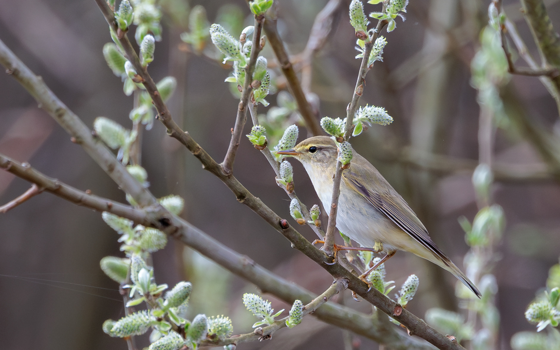 Løvsanger i Lille Vildmose. 13. april