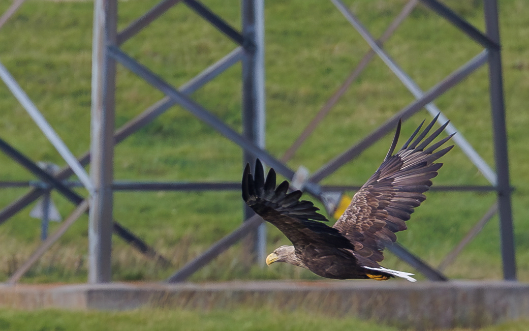 Havørn. Juelstrup Sø