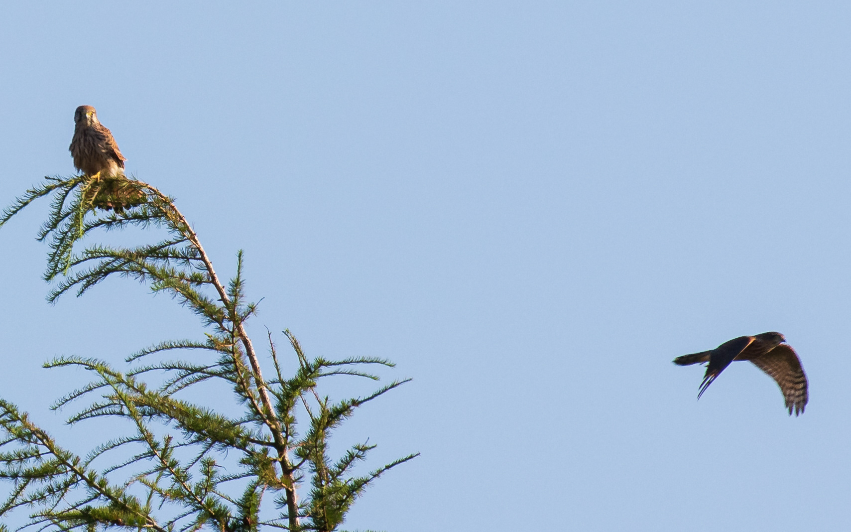 Tårnfalk chikaneres af spurvehøg (juvenil)
