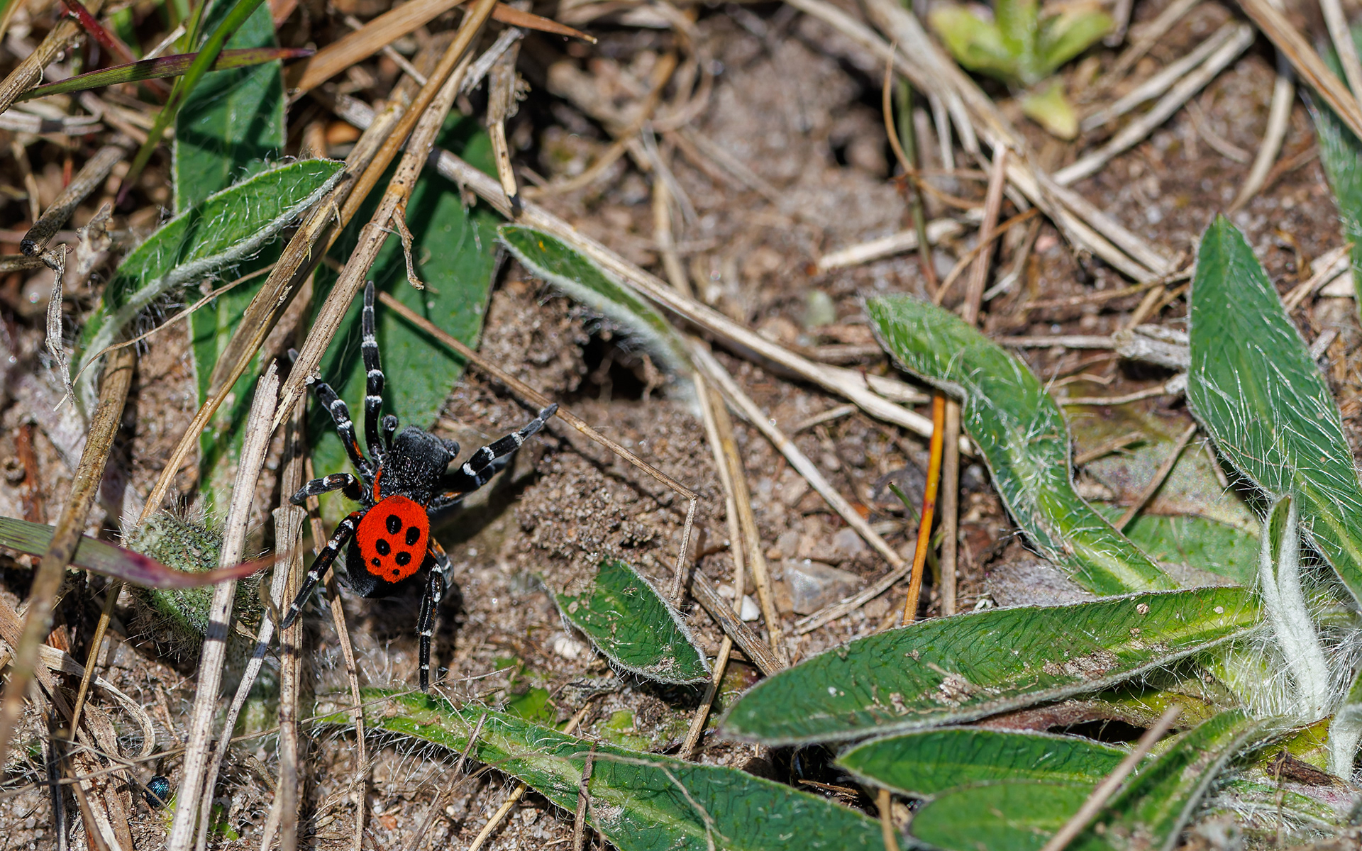 Mariehøneedderkop nær Store Blåkilde