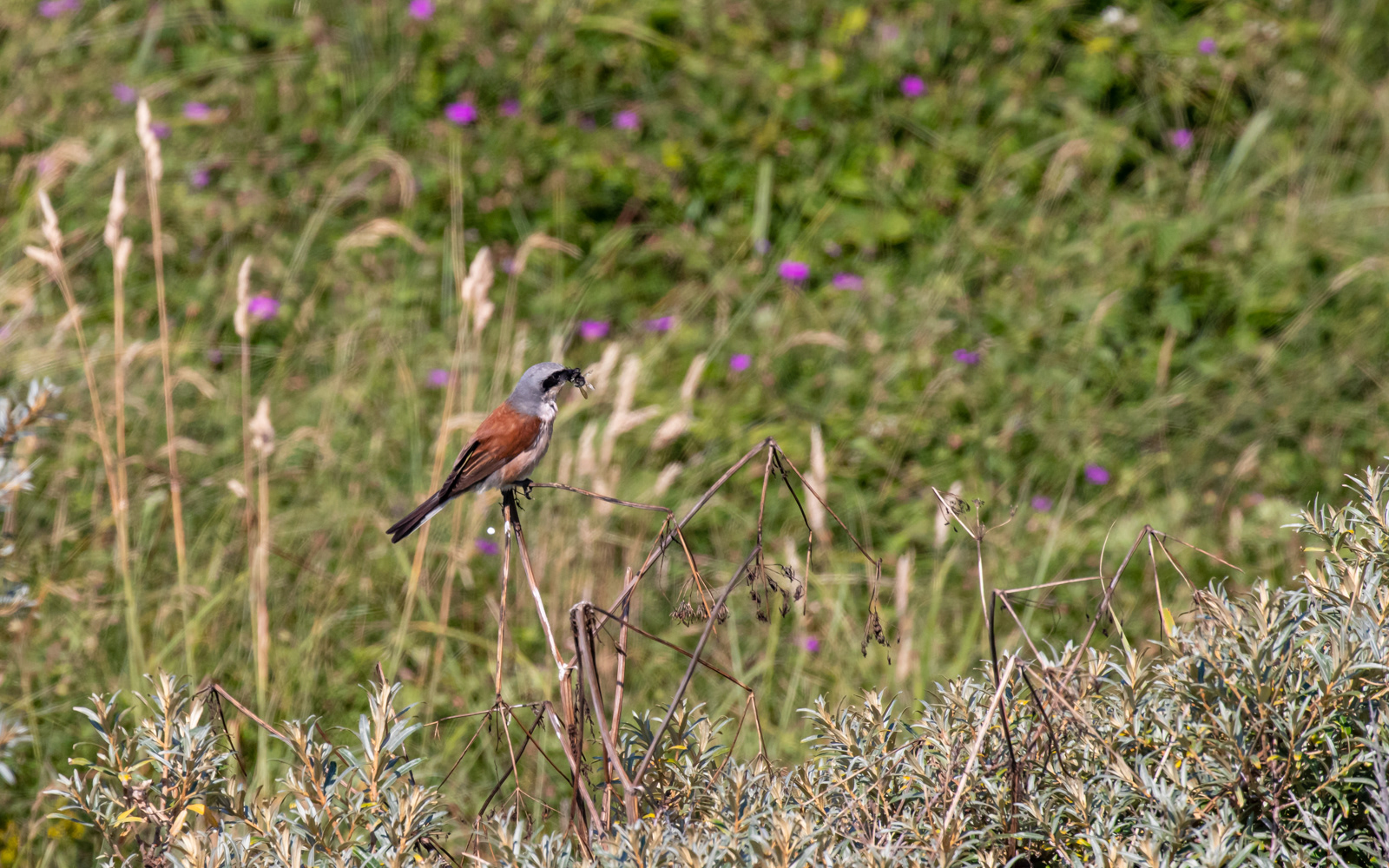 Rødrygget tornskade i Tornby Klitplantage