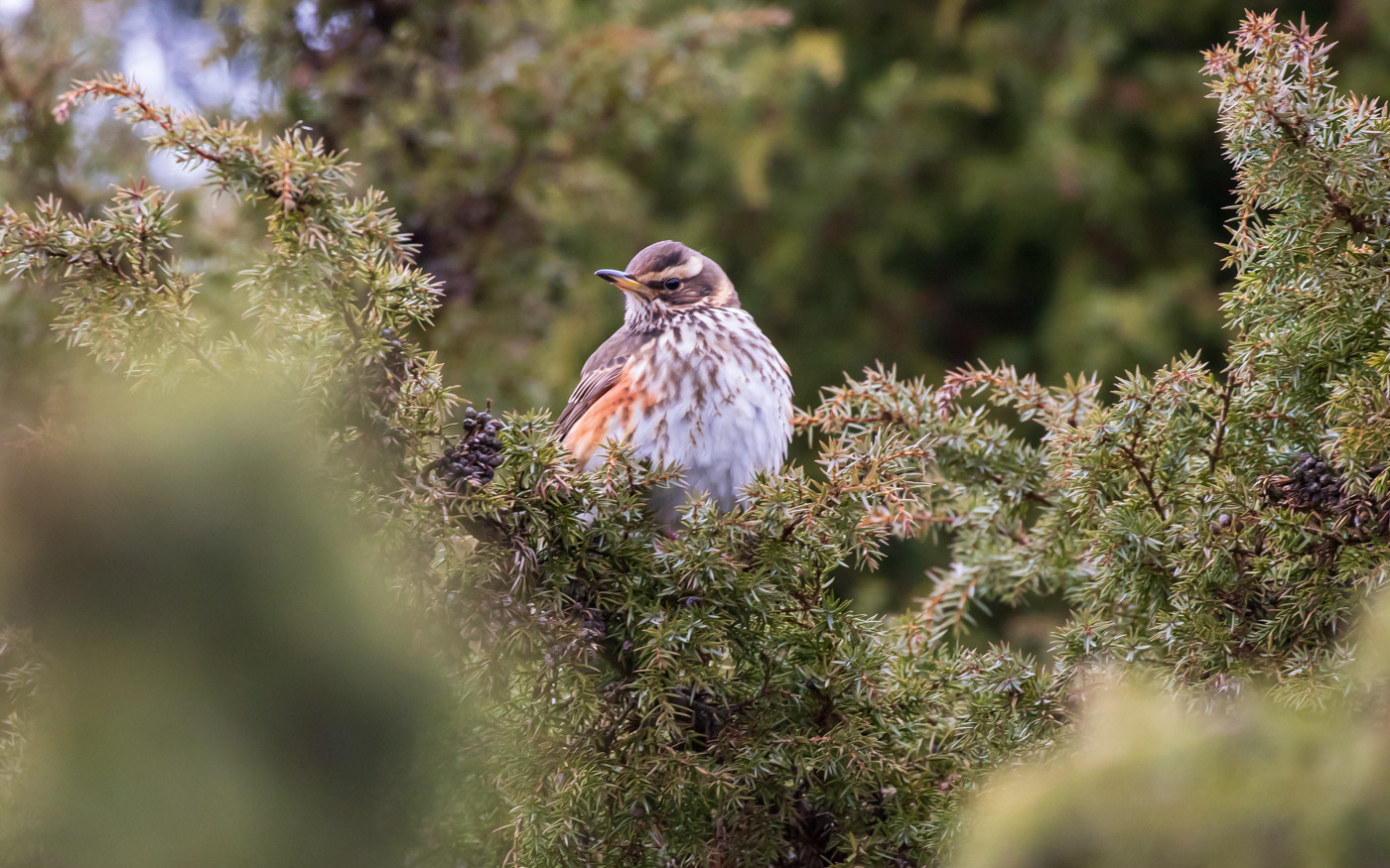 Vindrossel i Rebild Bakker