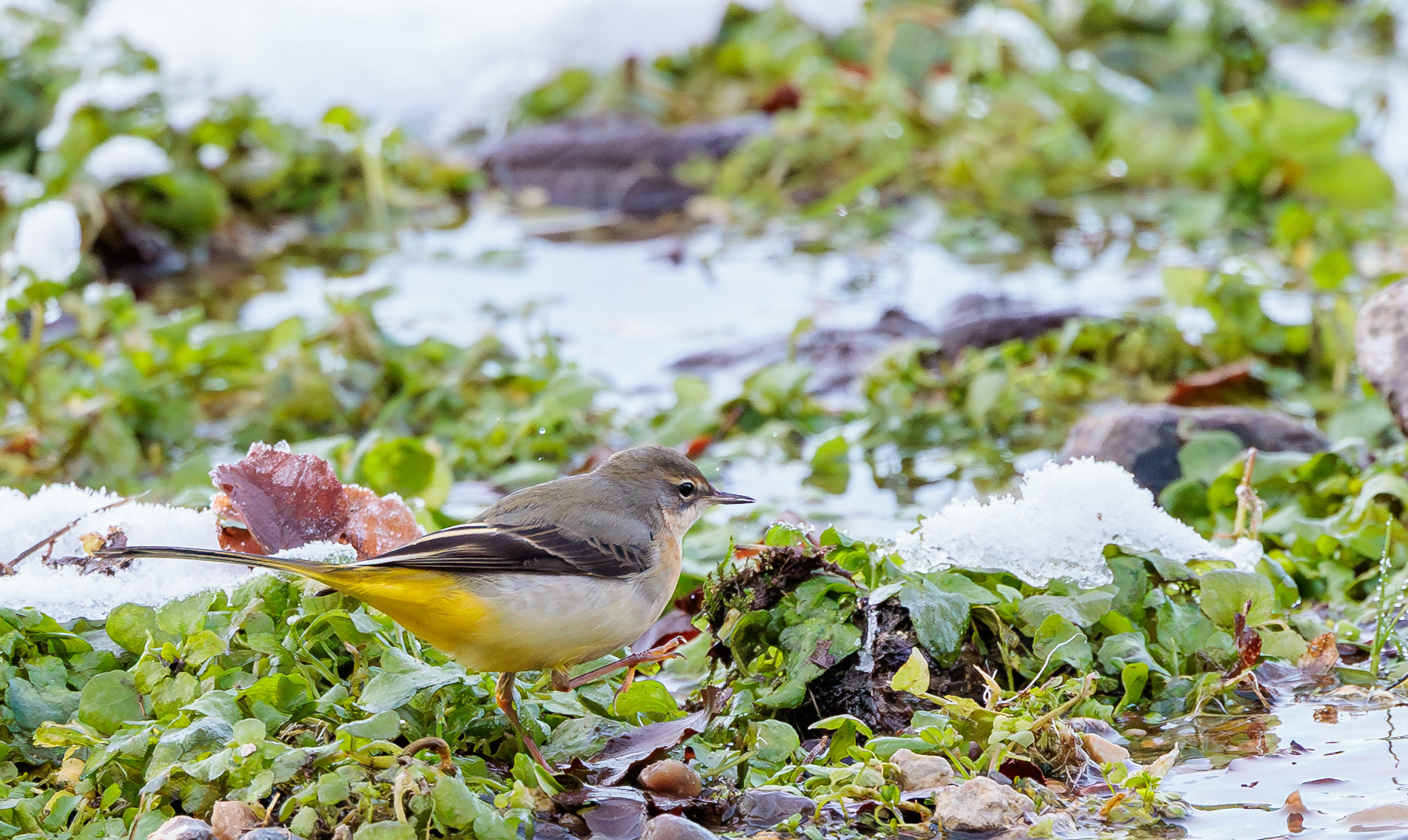 Bjergvipstjert i Ravnkilden