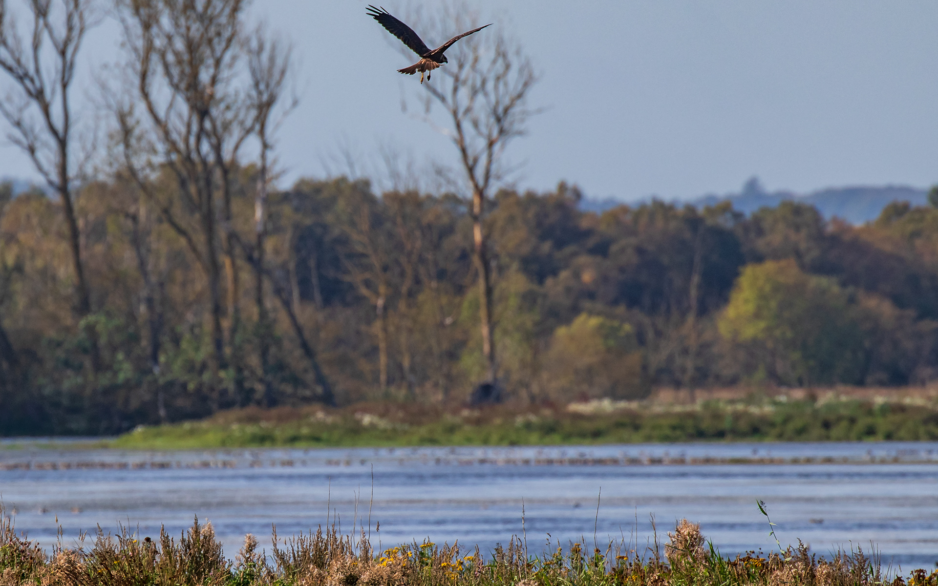 Rørhøg over Birkesø