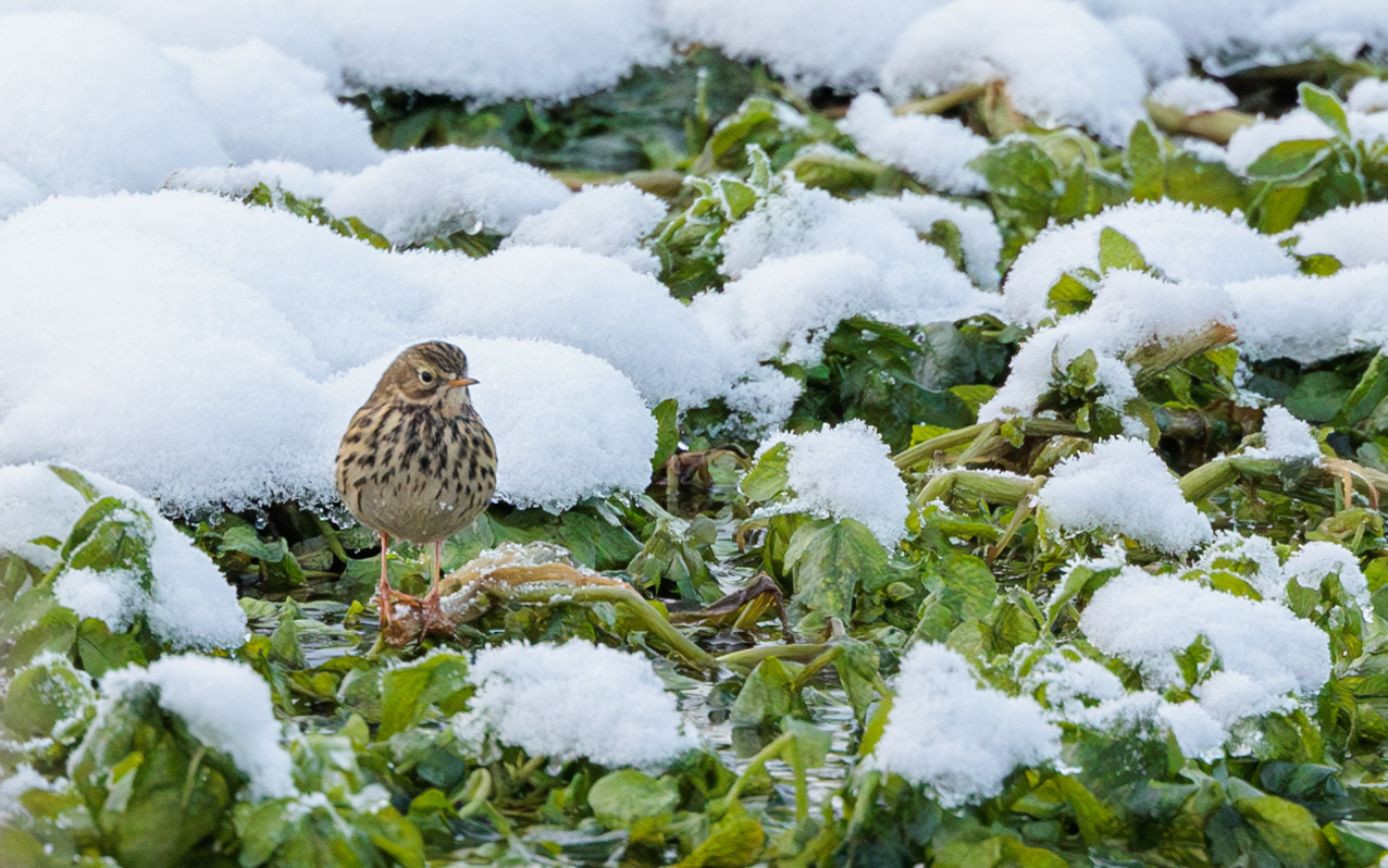Engpiber i Kousbækken