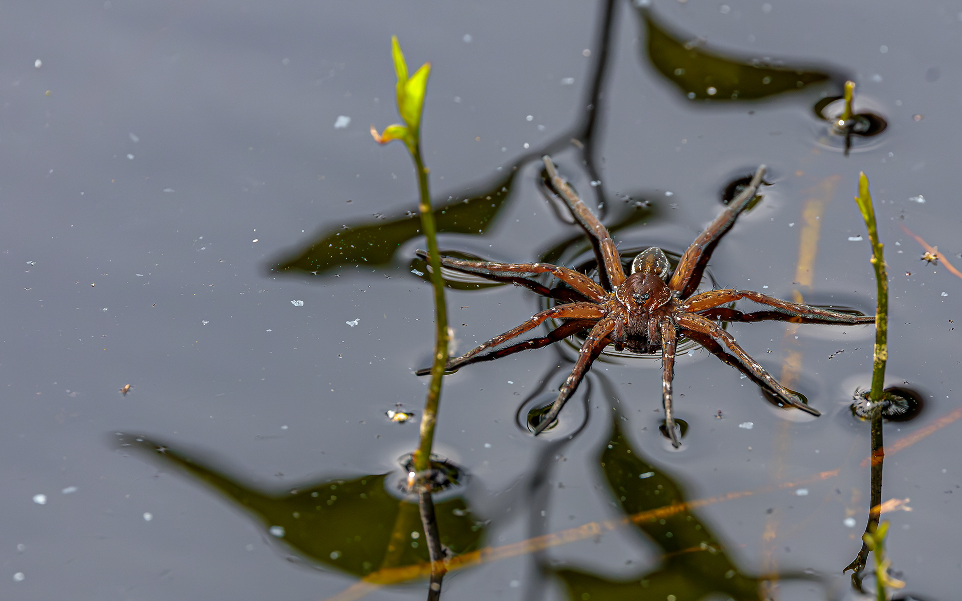 Dolomedes sp. Kaffepletten/Portlandsmosen. Lille Vildmose