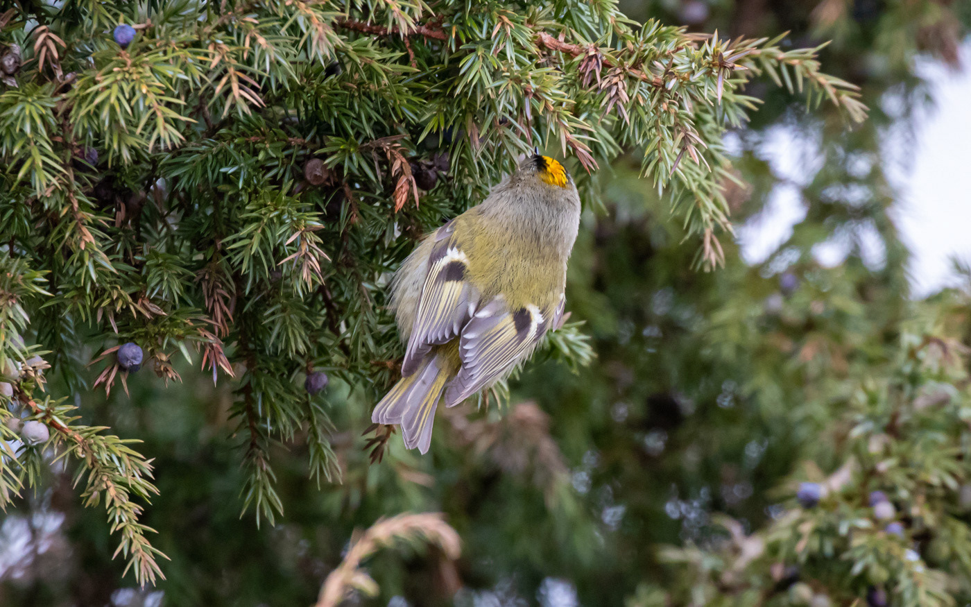 Fuglekonge i Rebild Bakker