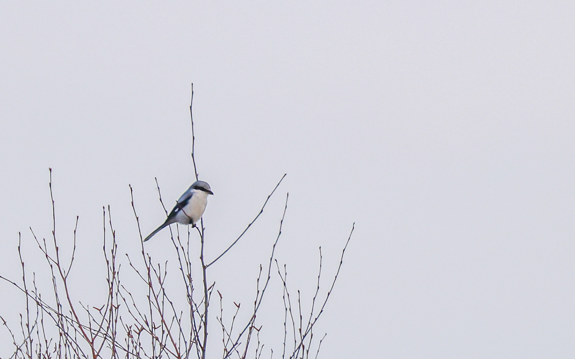 Stor tornskade. Lille Vildmose
