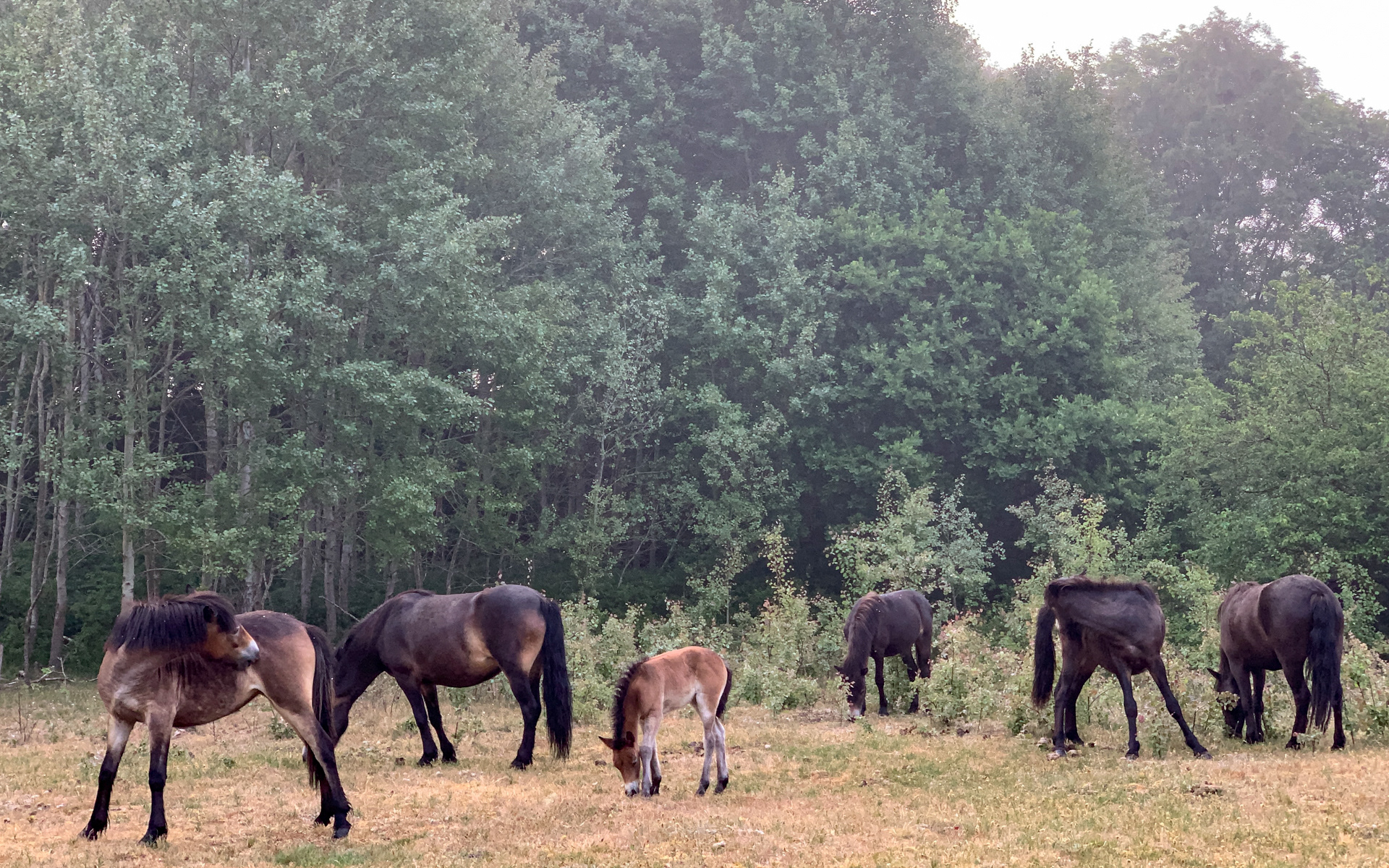 Trivelige heste ved Molslaboratoriet