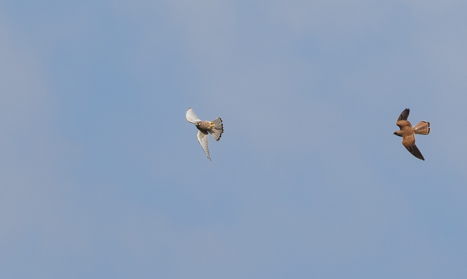Tårnfalke i luftakrobatik. Rebild Bakker