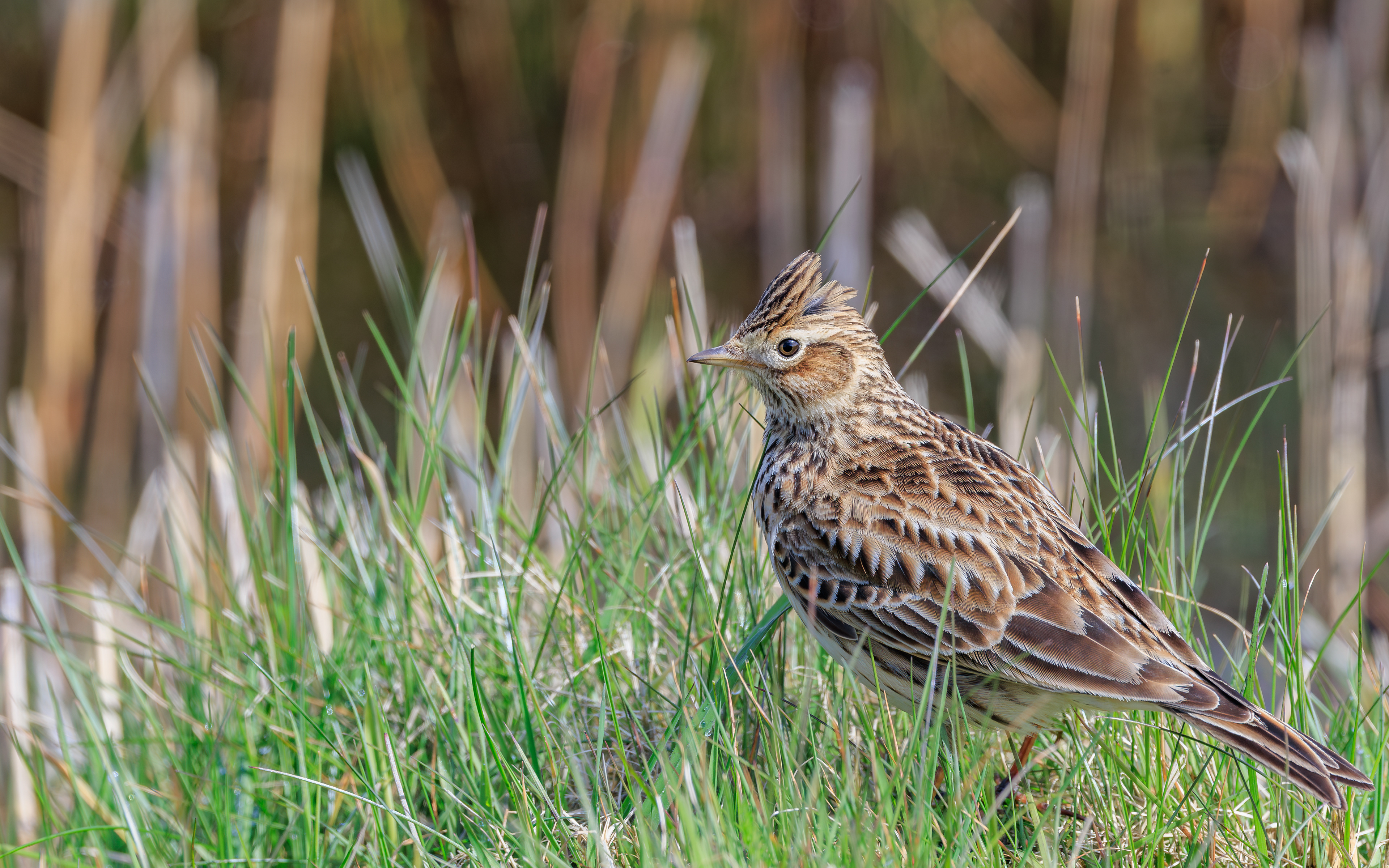 Sanglærke (med top). Værnengene 17. april