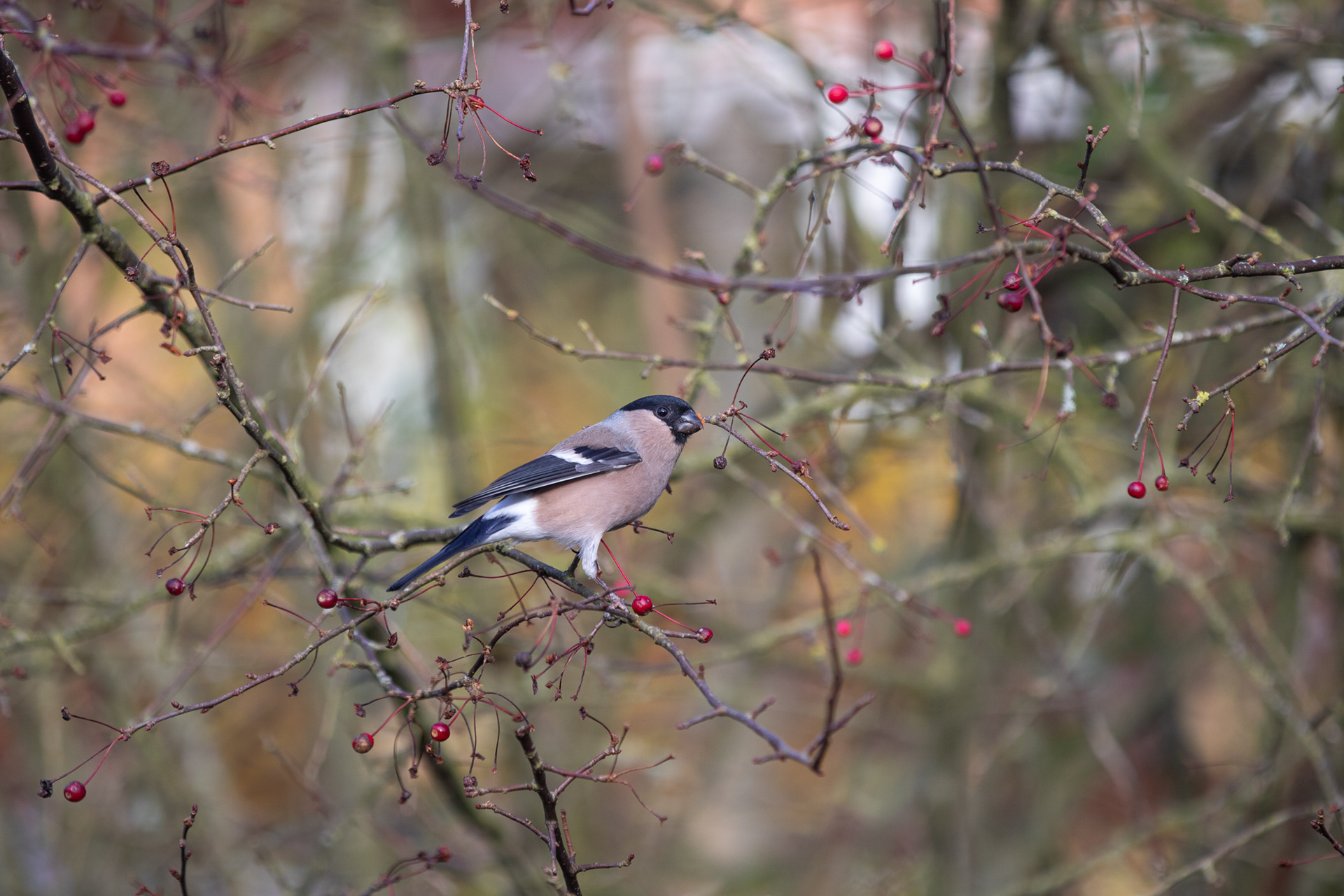 Dompap smovser i Sargentæblerne
