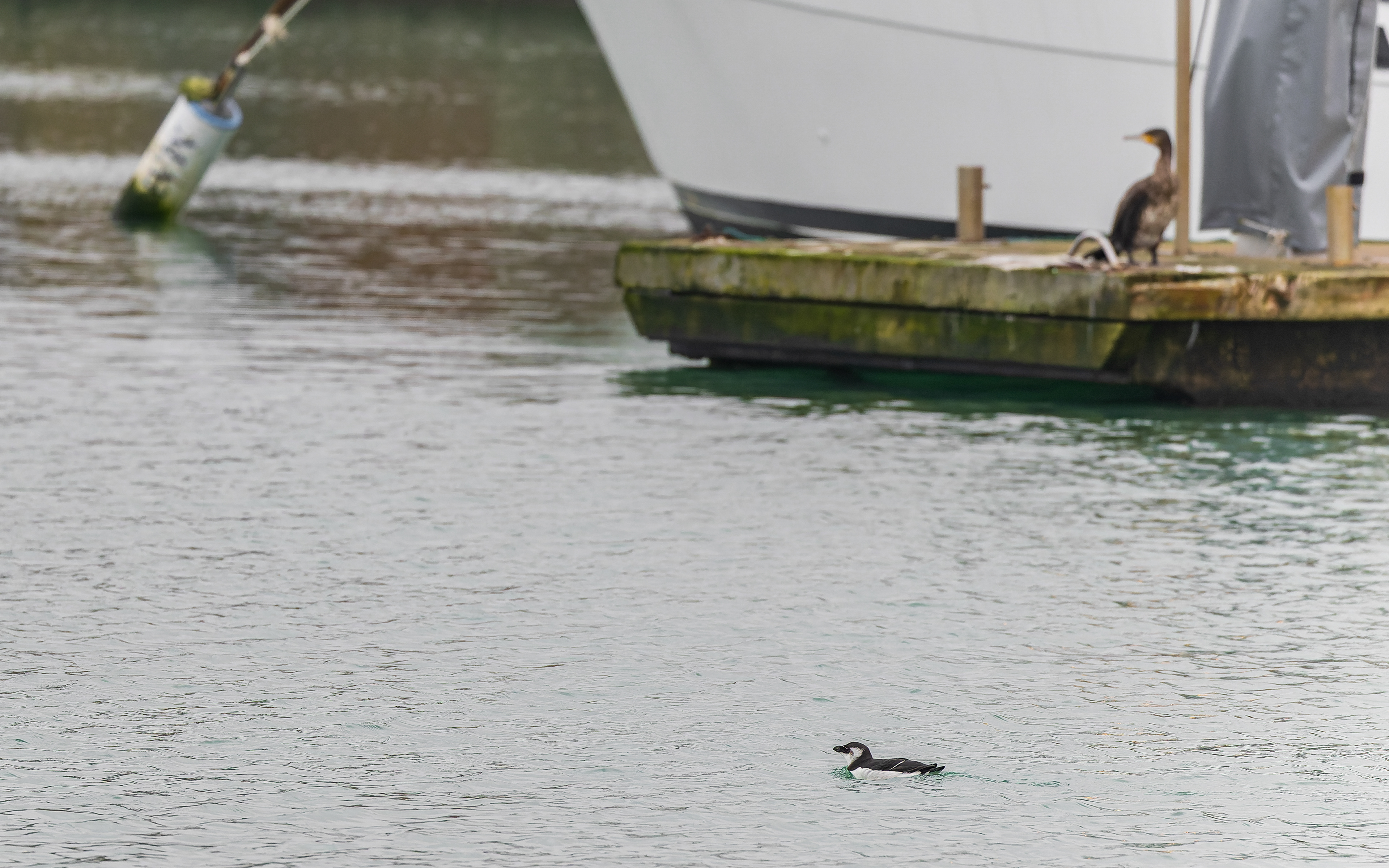 Alk  og skarv i Hirtshals Havn