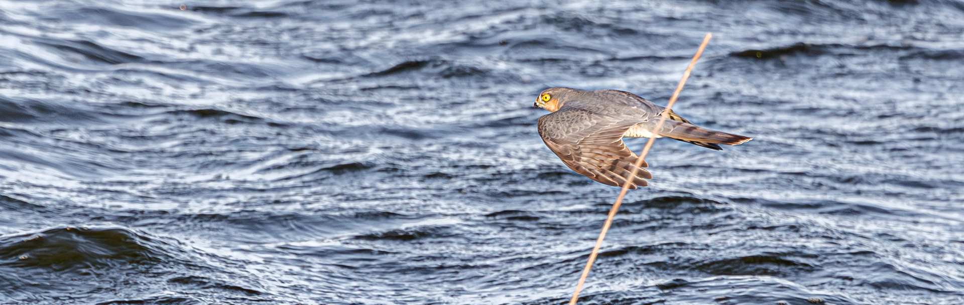 Spurvehøg (han) over Flommen