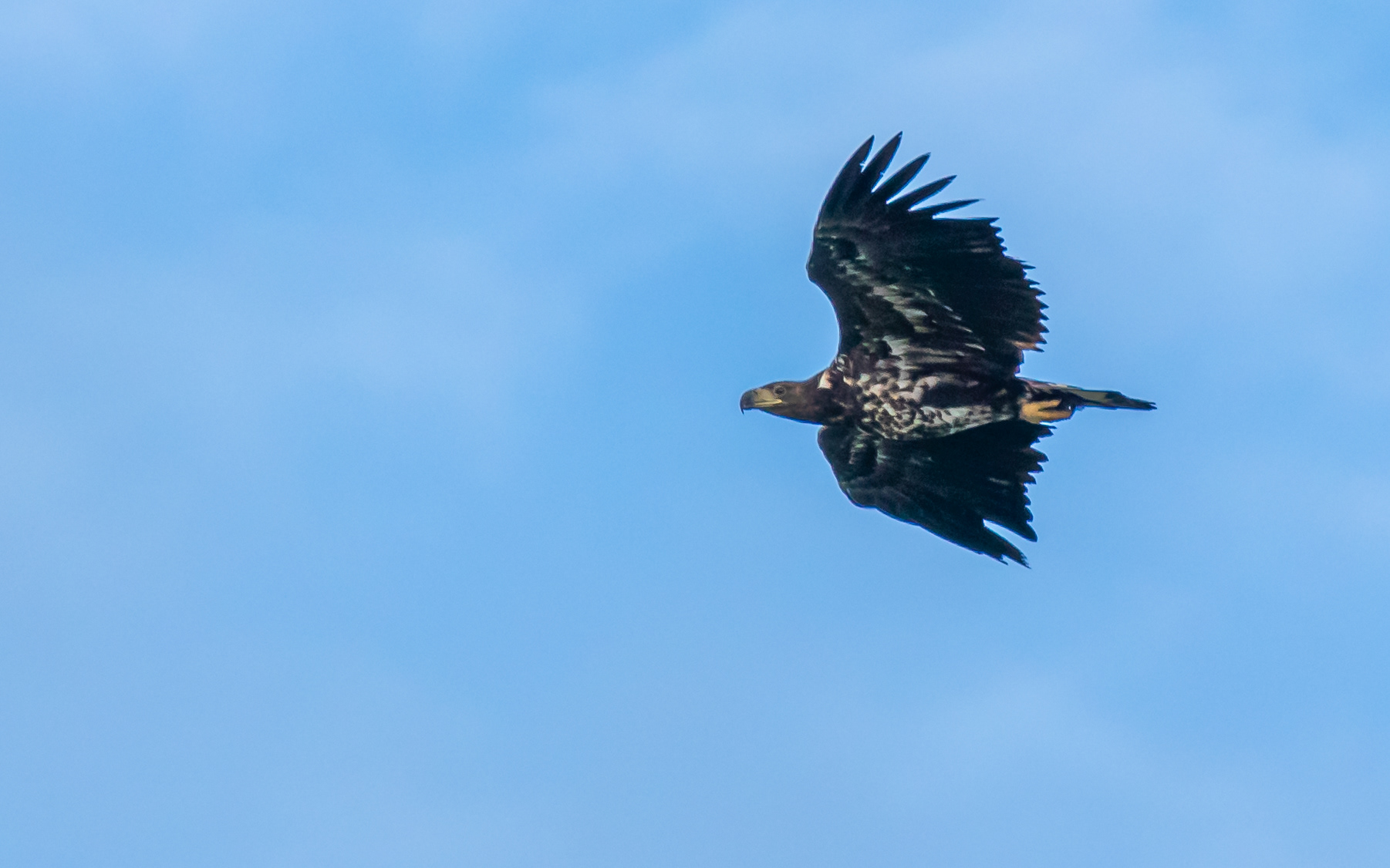 Ung havørn ved Nabben