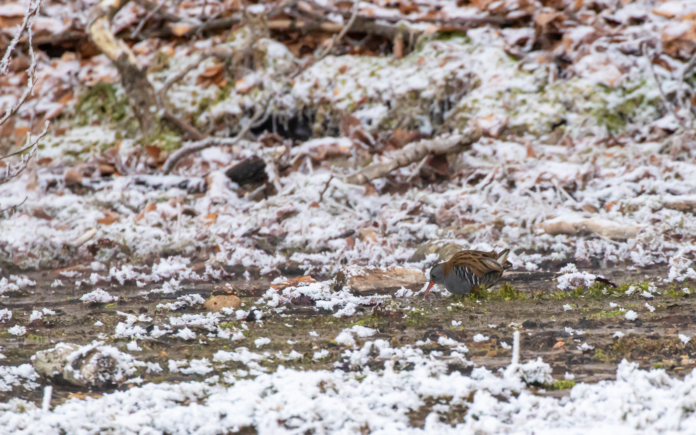 Vandrikse i Ravnkilde