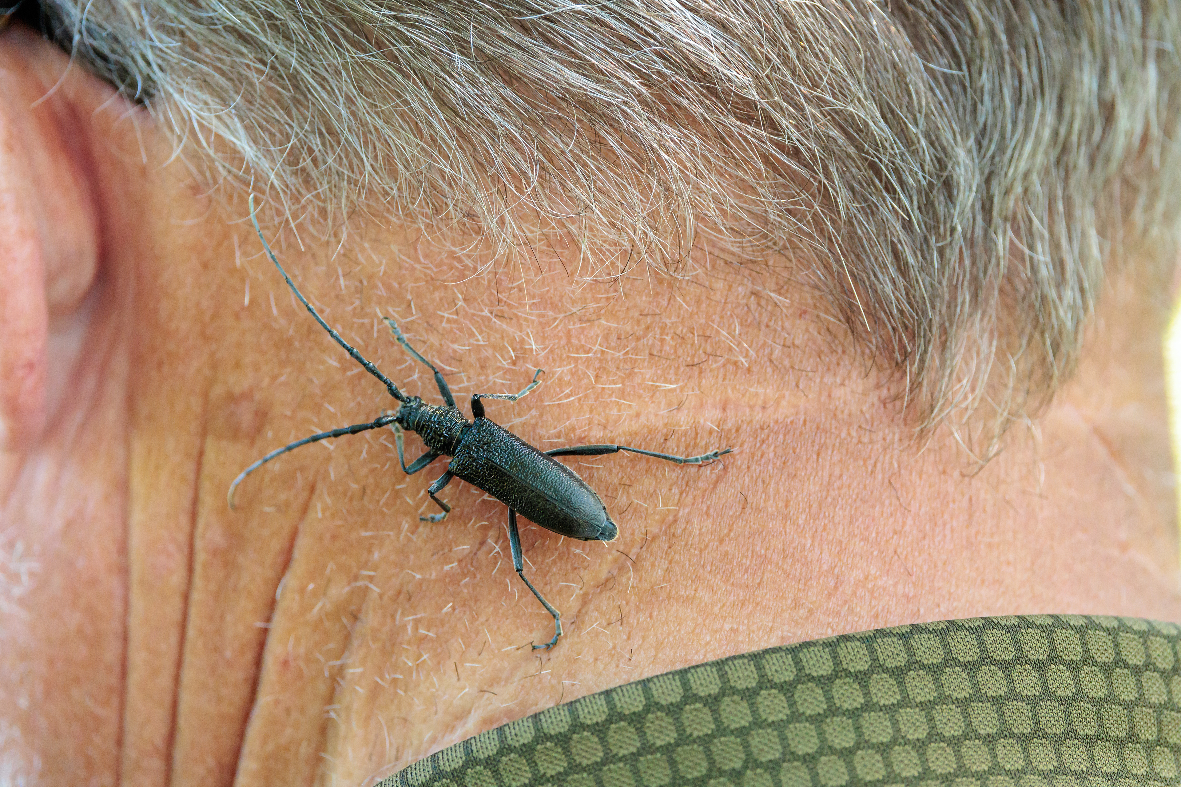 Øland (Sverige). Sort bøgebuk