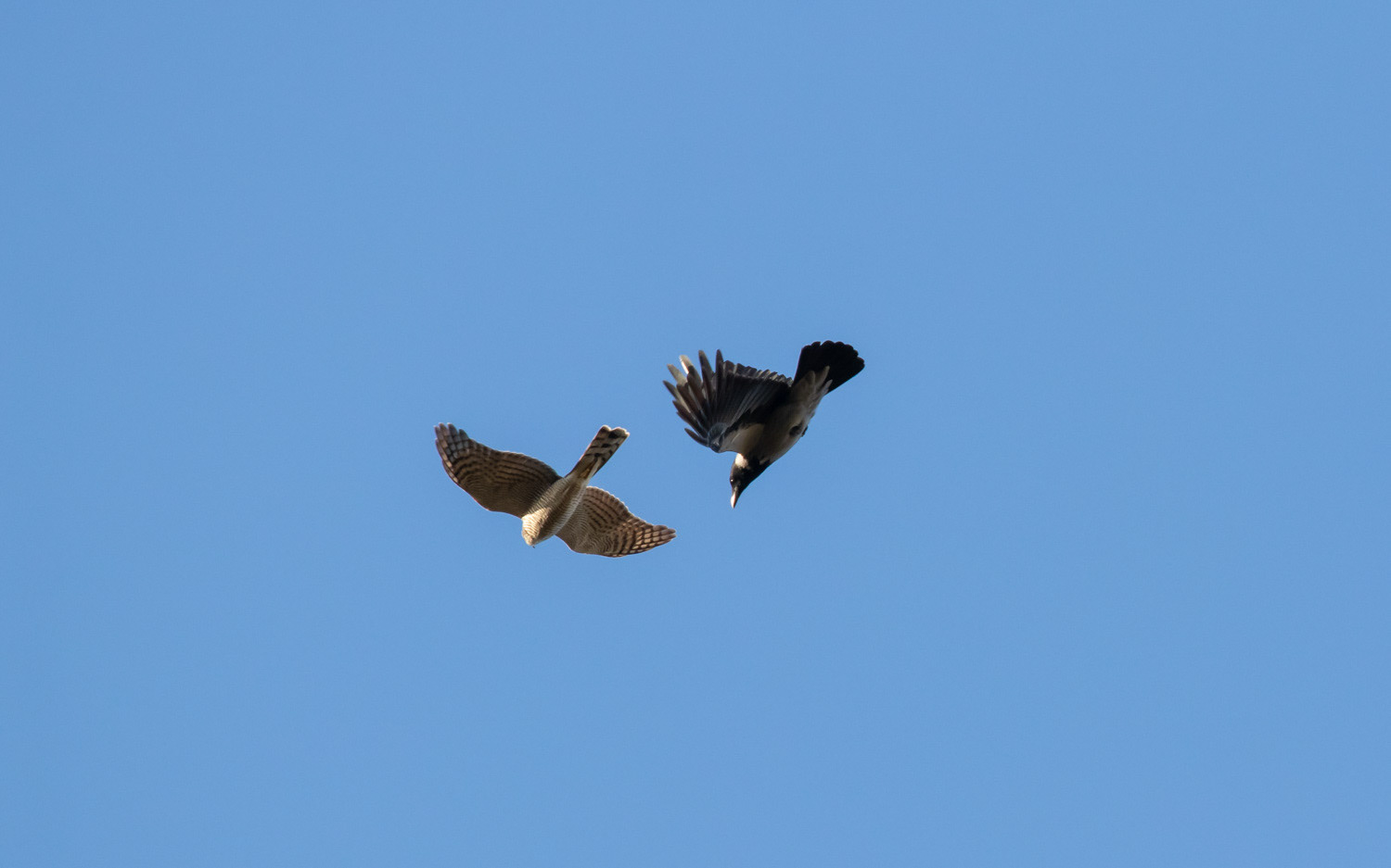 Gråkrage og spurvehøg i Rebild Bakker. 23.11.2020