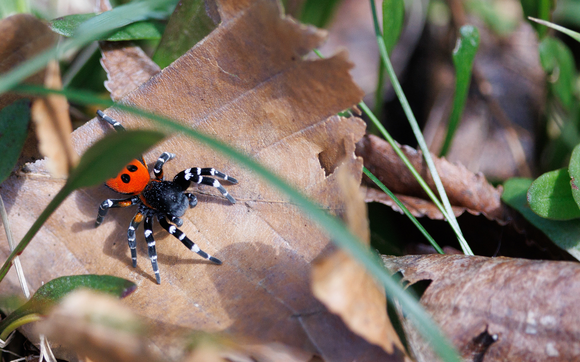 Mariehøneedderkop nær Store Blåkilde. 16. april