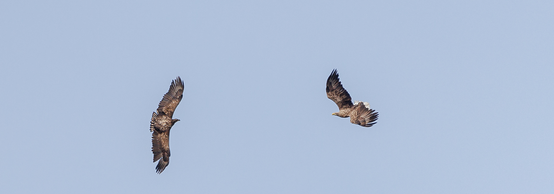 Luftakrobatik. Ung og gammel havørn. Værnengene 21. marts