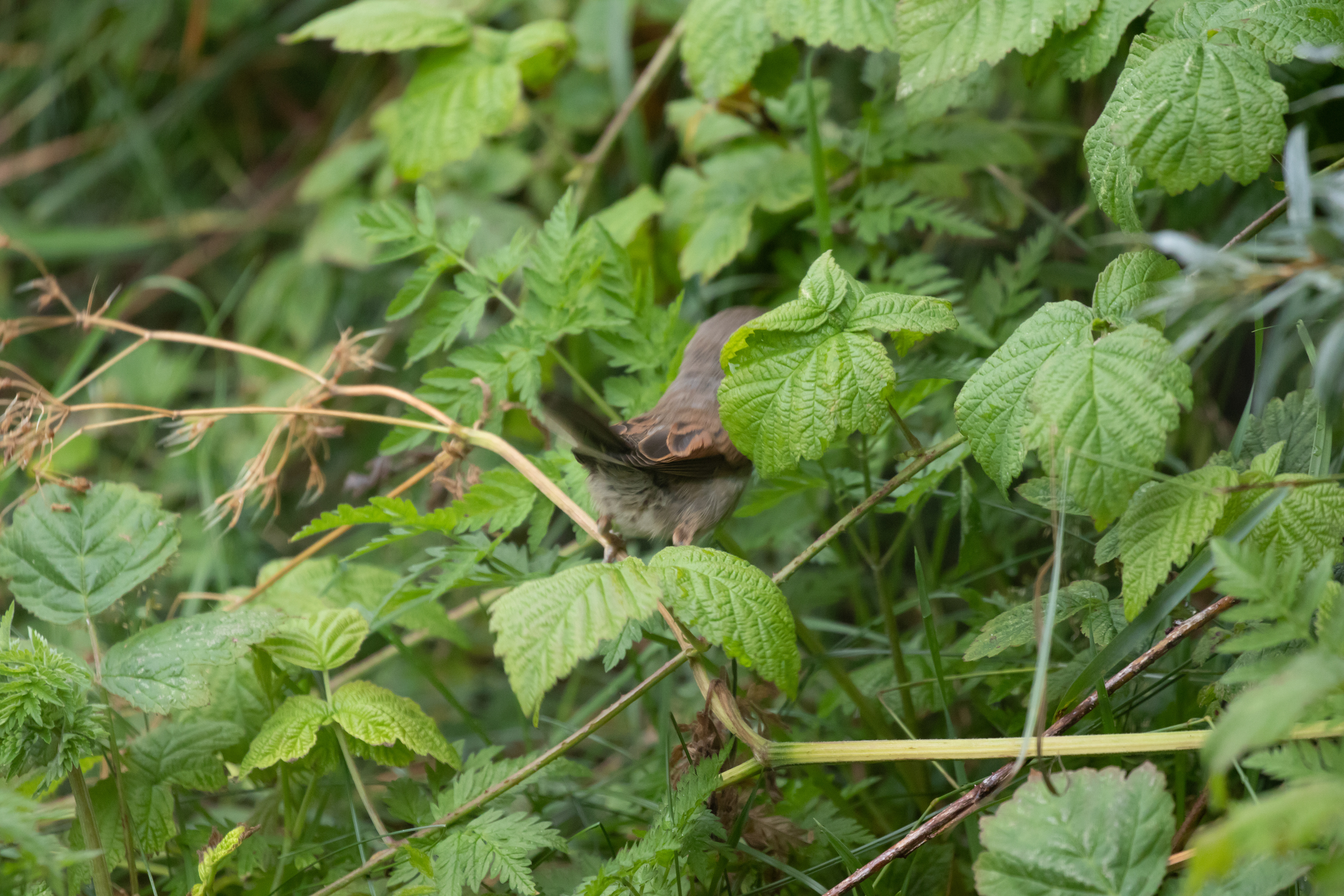 Tornsanger - se de brune kanter på fjerene
