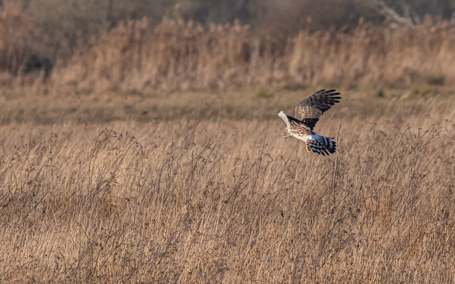 Blå kærhøg - Grønvej, Lille Vildmose