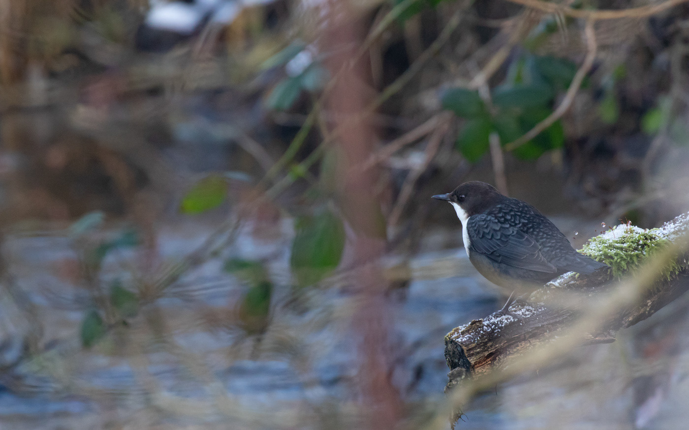 Vandstær ved Skillingbro