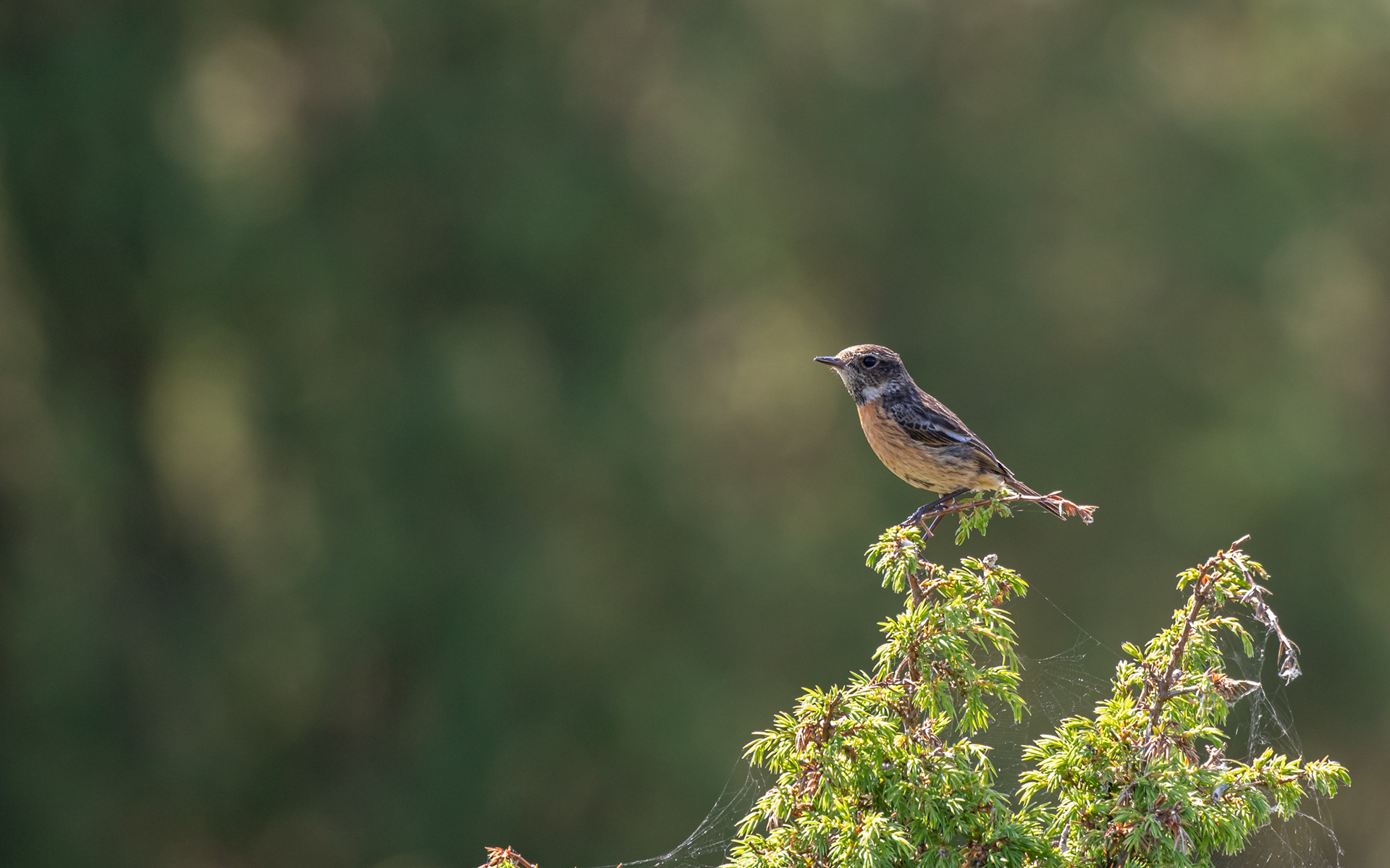 Sortstrubet bynkefugl i Rebild Bakker