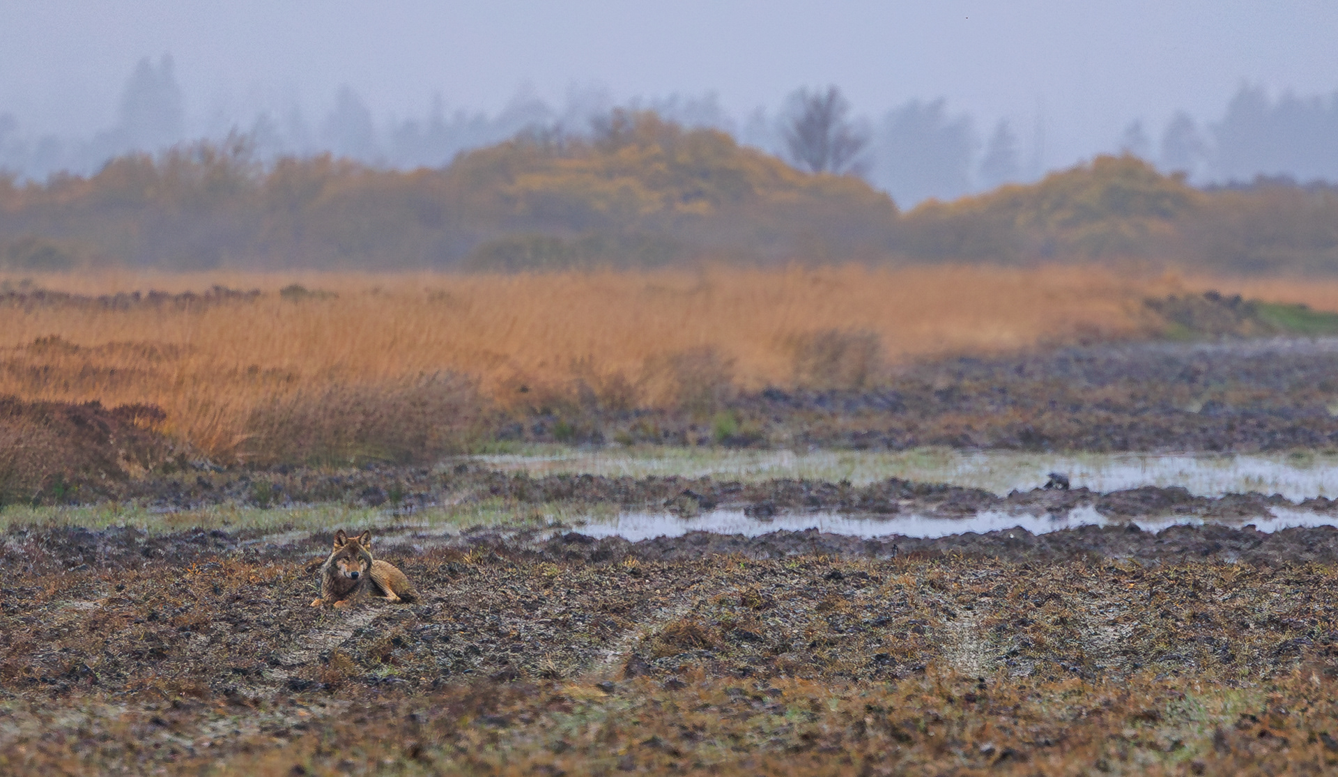 Ulv på Borris Skydeterræn
