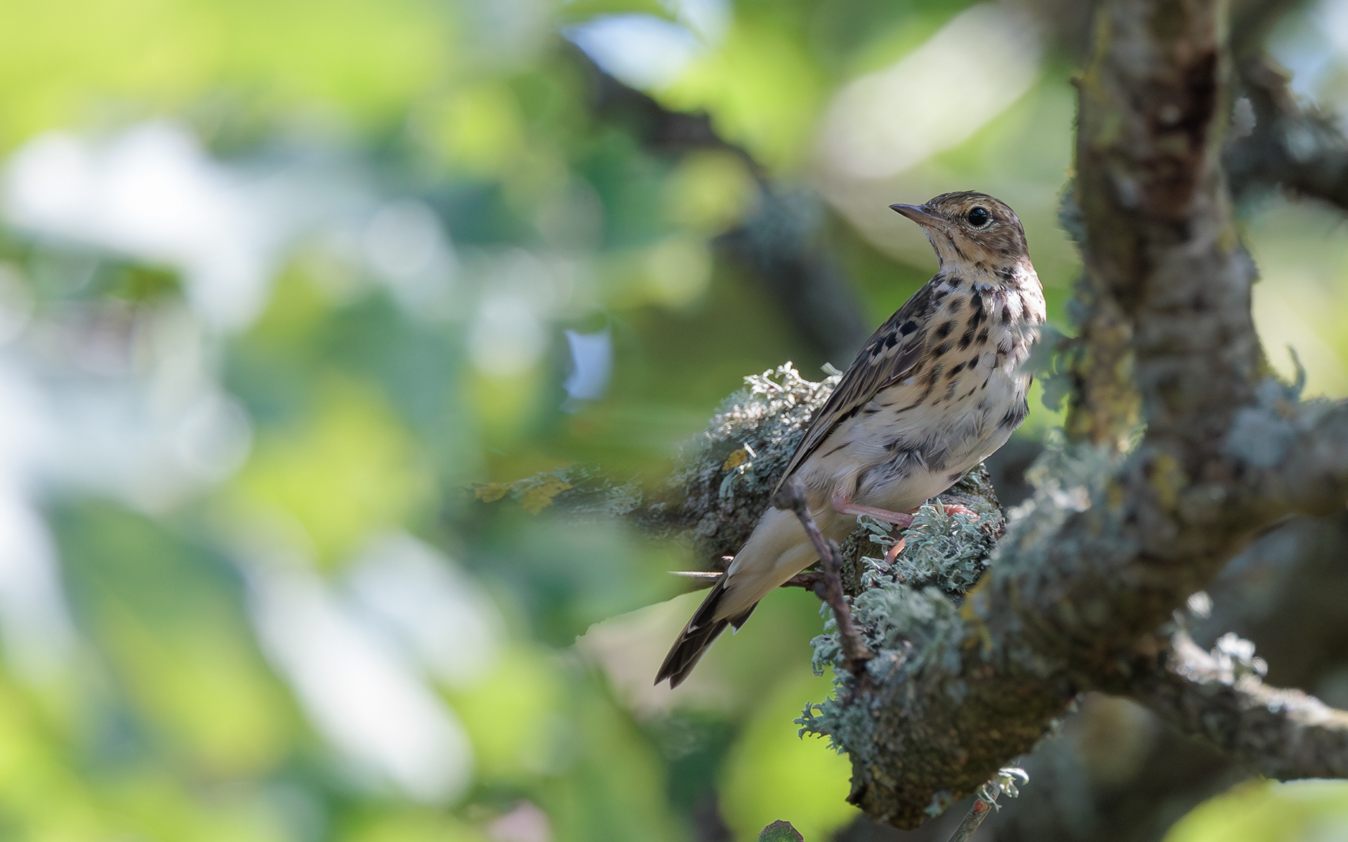 Skovpiber. Rebild Bakker