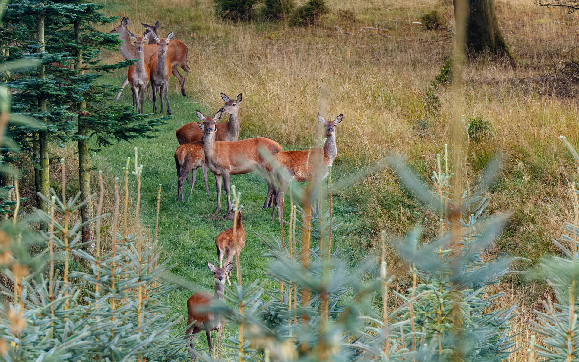 Jeg er vist afsløret Rold Vesterskov