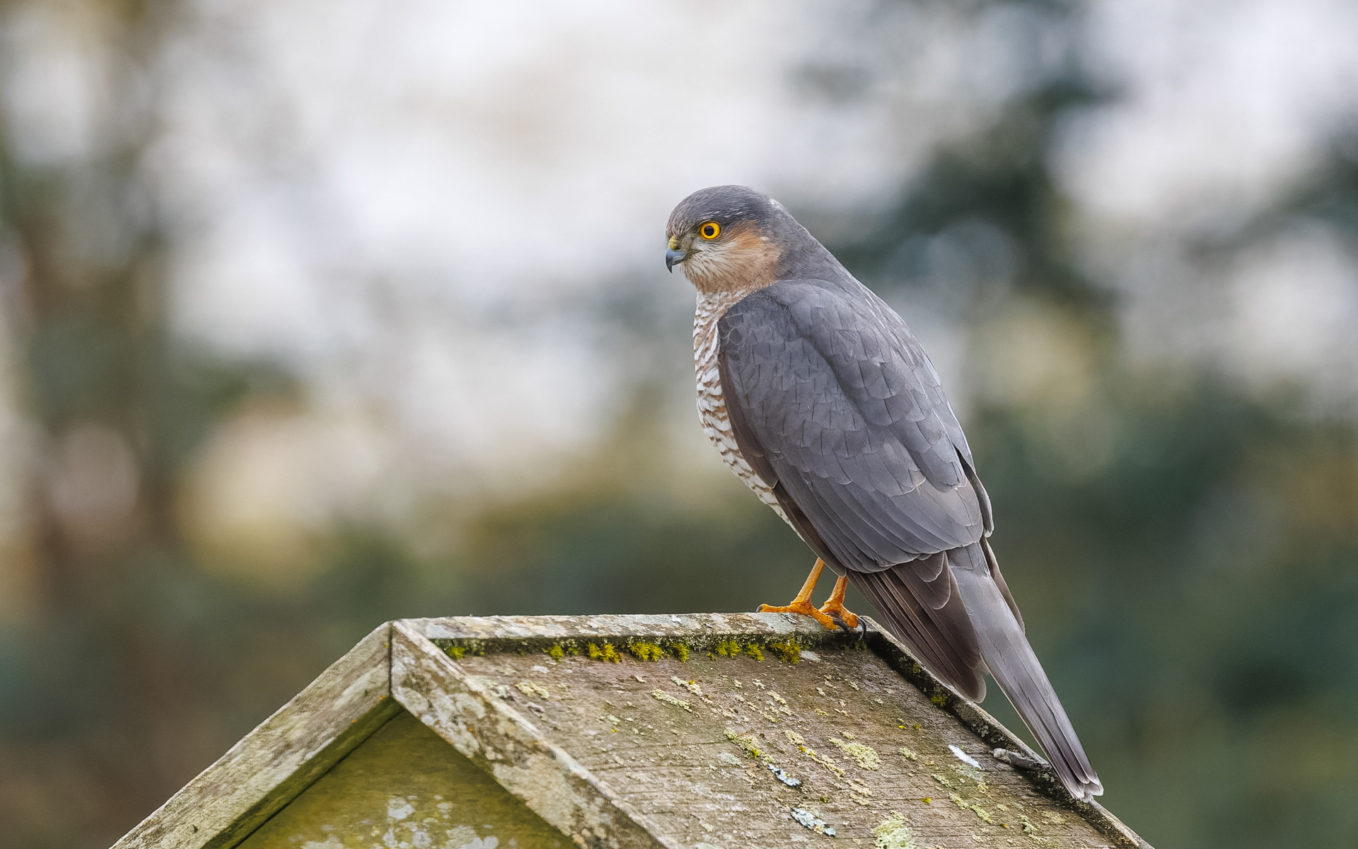 Spurvehøgen blev lokket til af de mange småfugle ved foderbrættet
