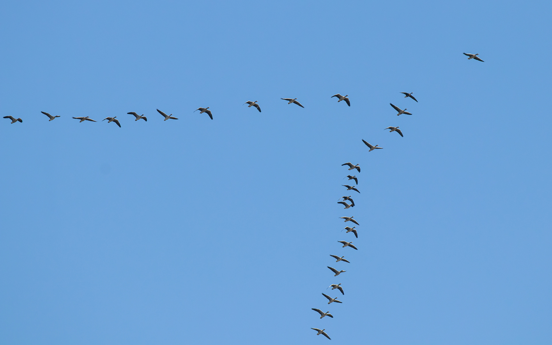 Grågæs og tre blisgæs