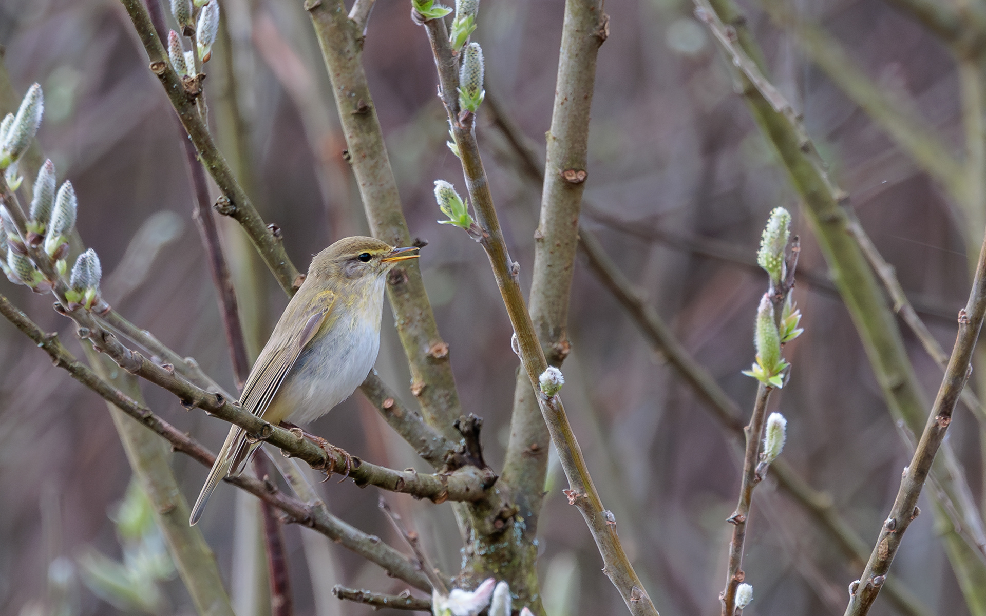 Løvsanger i Lille Vildmose. 13. april
