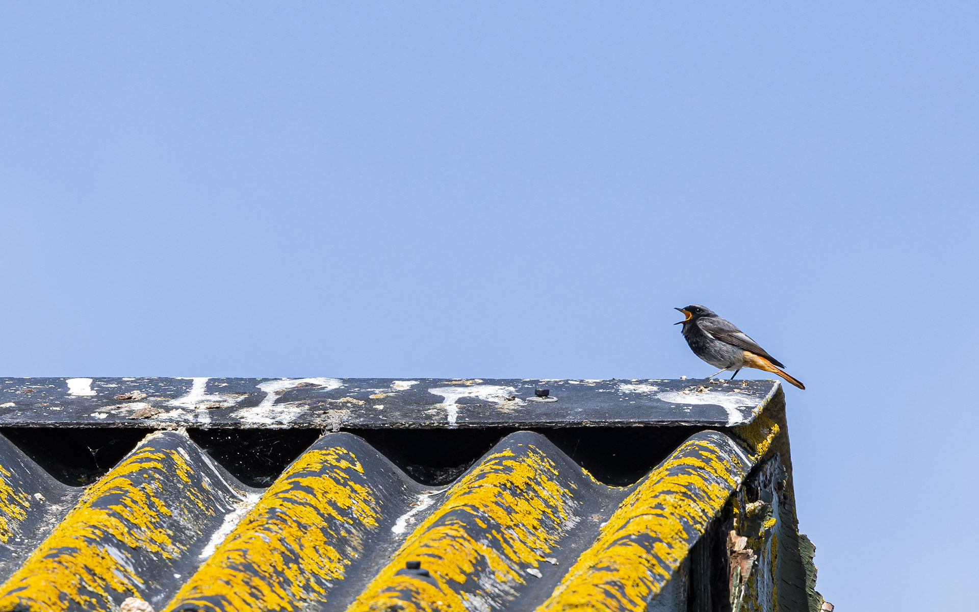 Husrødstjert, han. Hals Havn