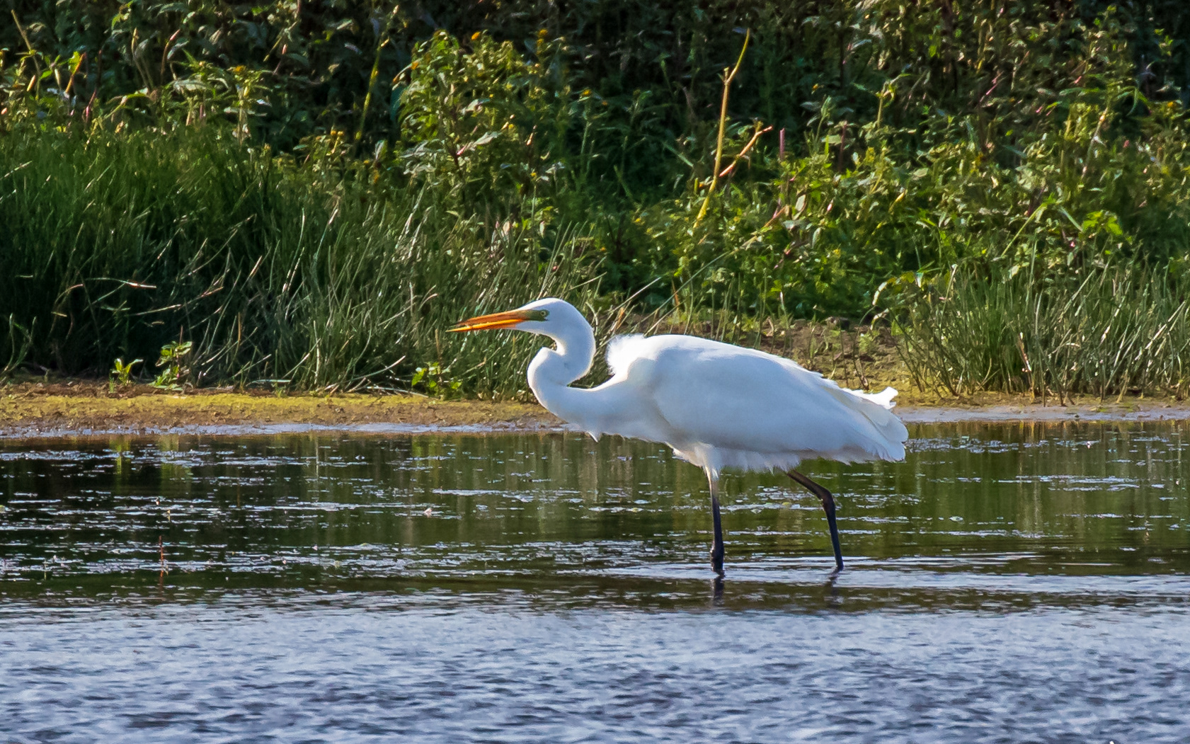 Sølvhejre i Birkesø